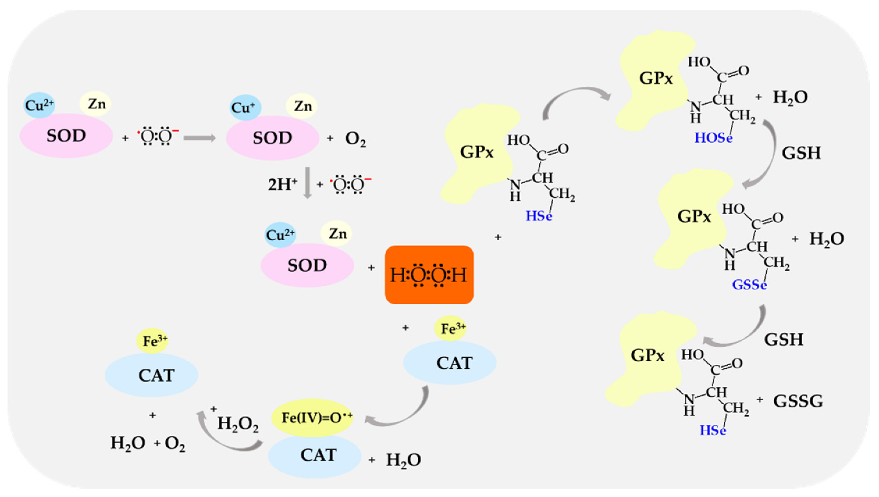 Biomolecules 14 01130 g004 Biomolecules 14 01130 g004