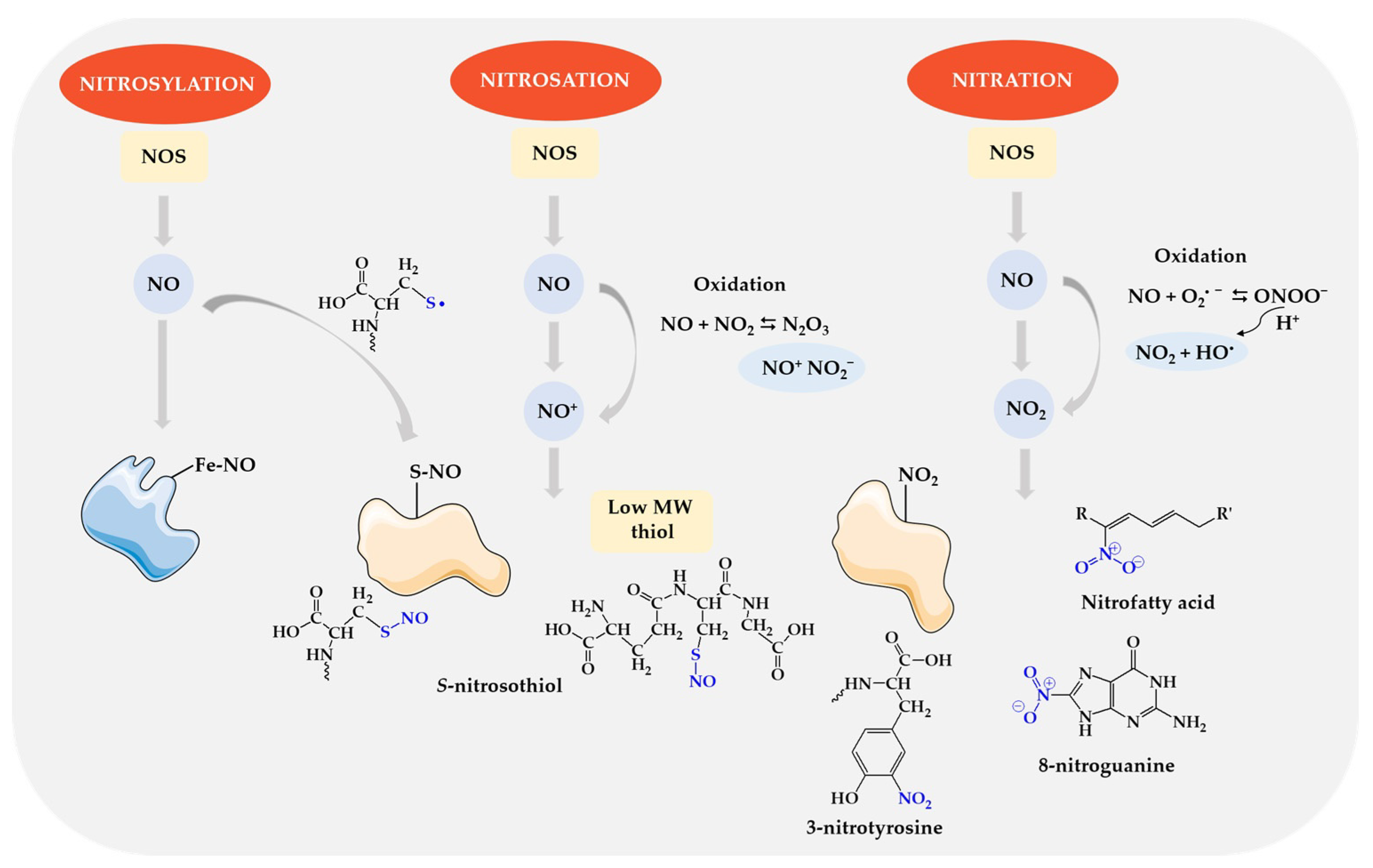 Biomolecules 14 01130 g006 Biomolecules 14 01130 g006