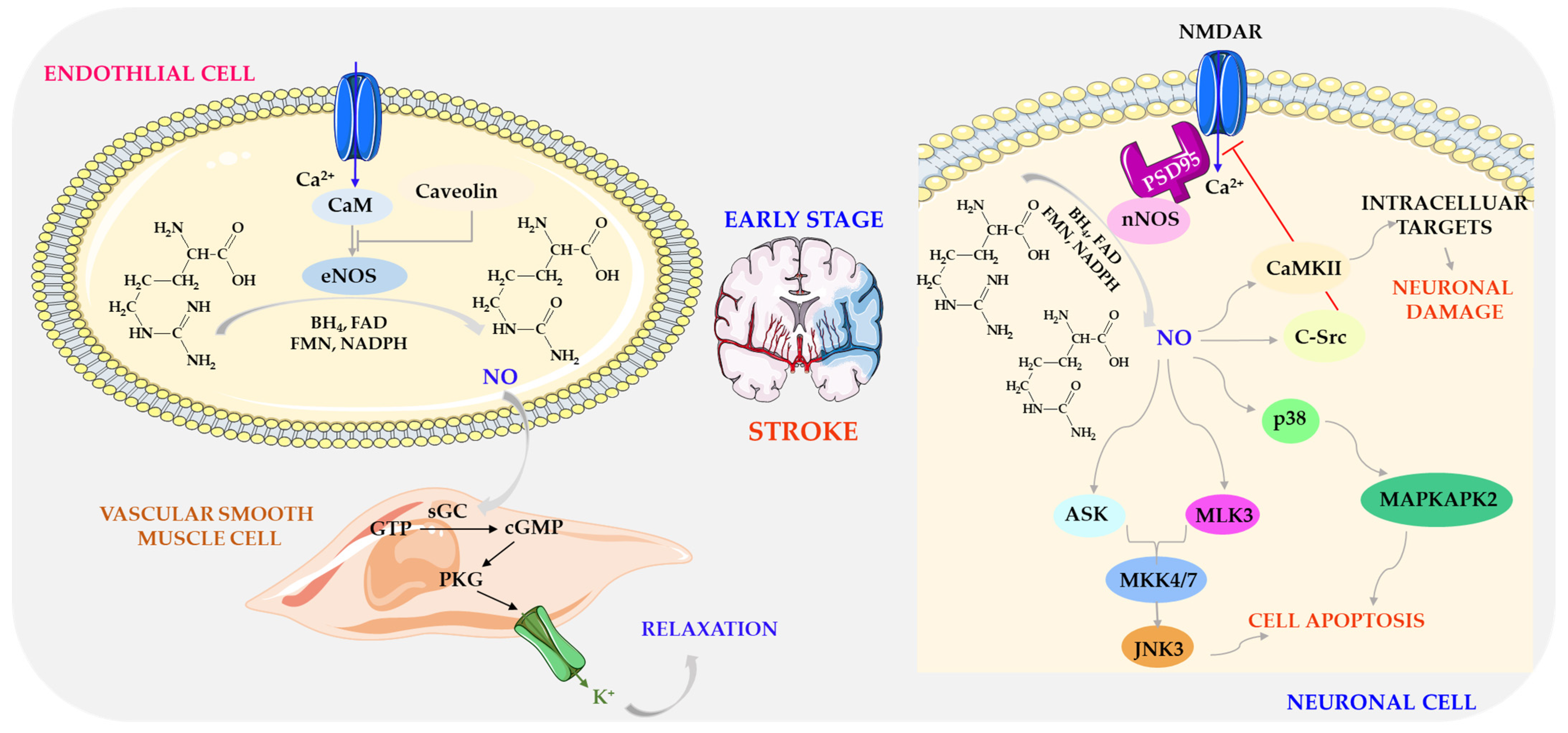 Biomolecules 14 01130 g007 Biomolecules 14 01130 g007
