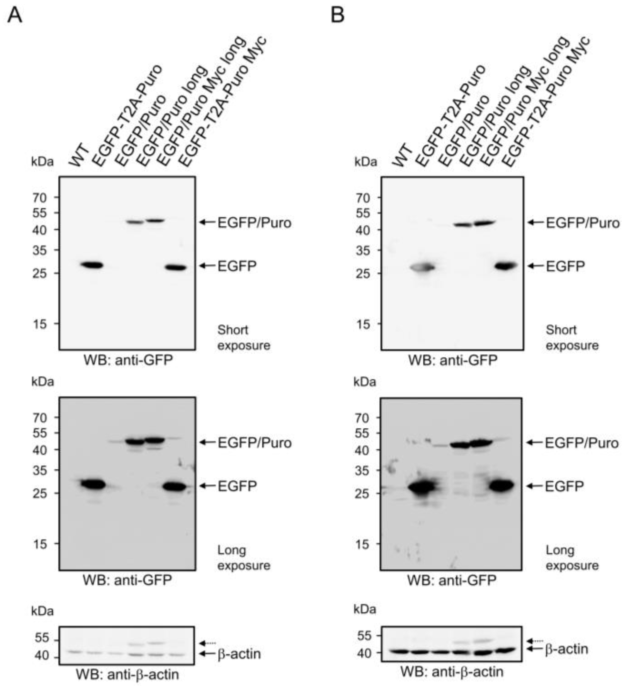Biomolecules 14 01131 g002