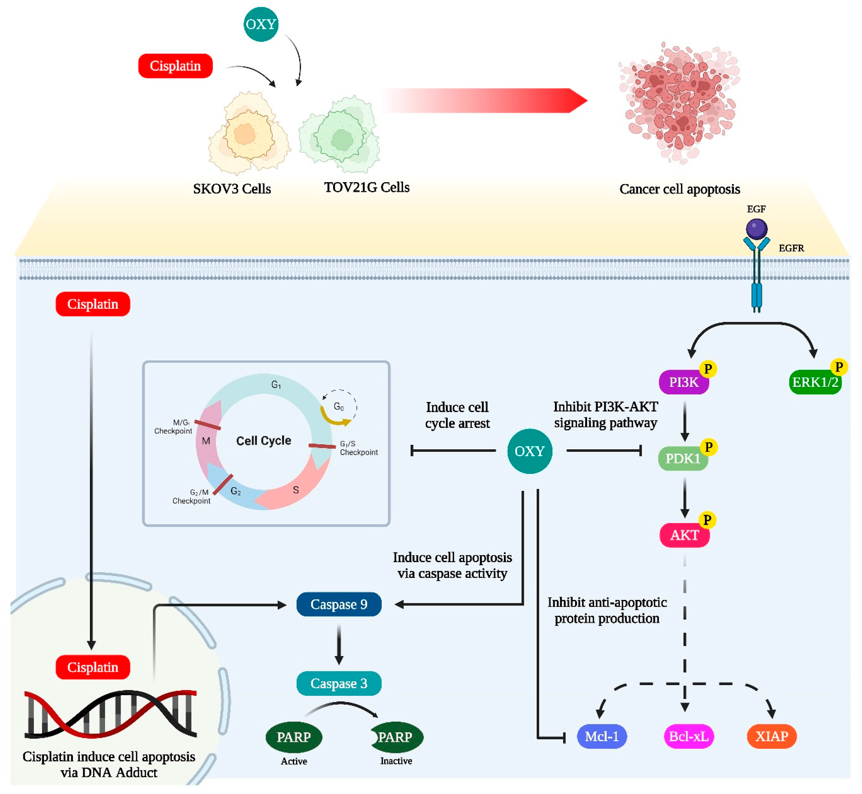 Biomolecules 14 01140 g008