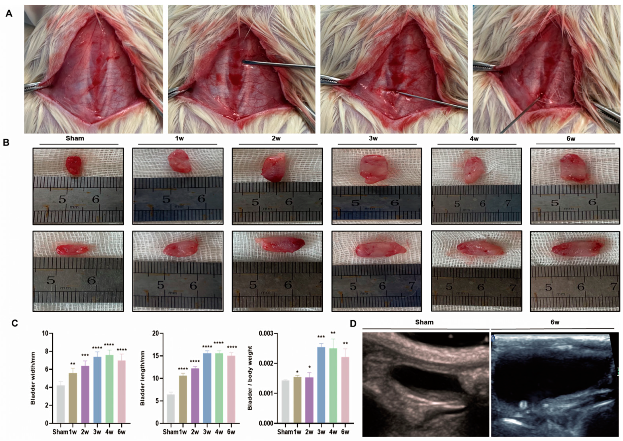 Biomolecules 14 01141 g001