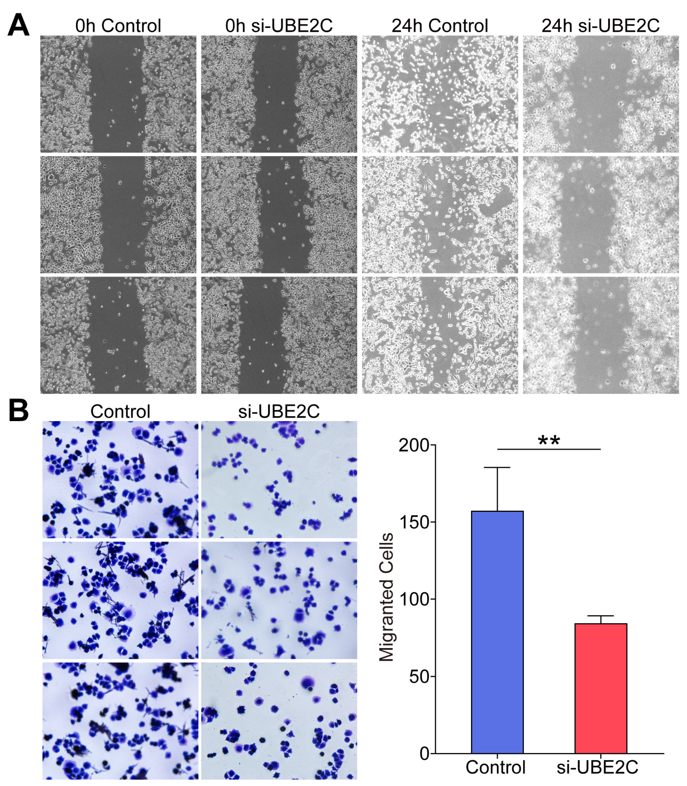Biomolecules 14 01142 g010 Biomolecules 14 01142 g010