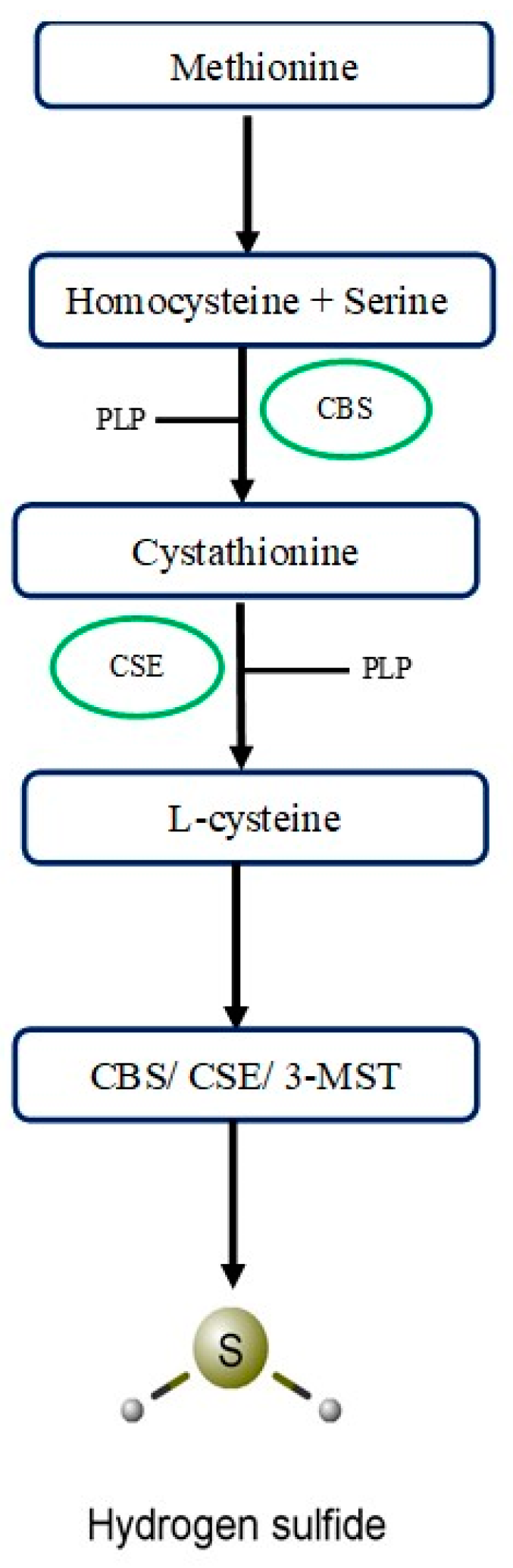 Biomolecules 14 01145 g001