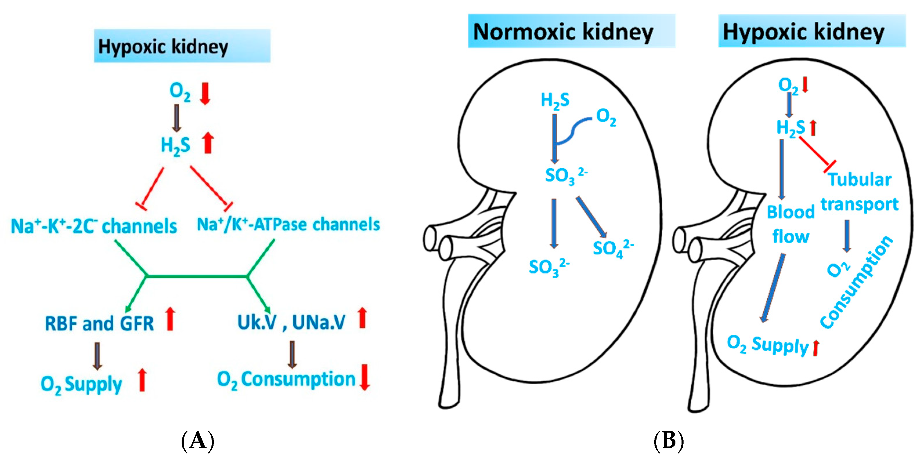 Biomolecules 14 01165 g003
