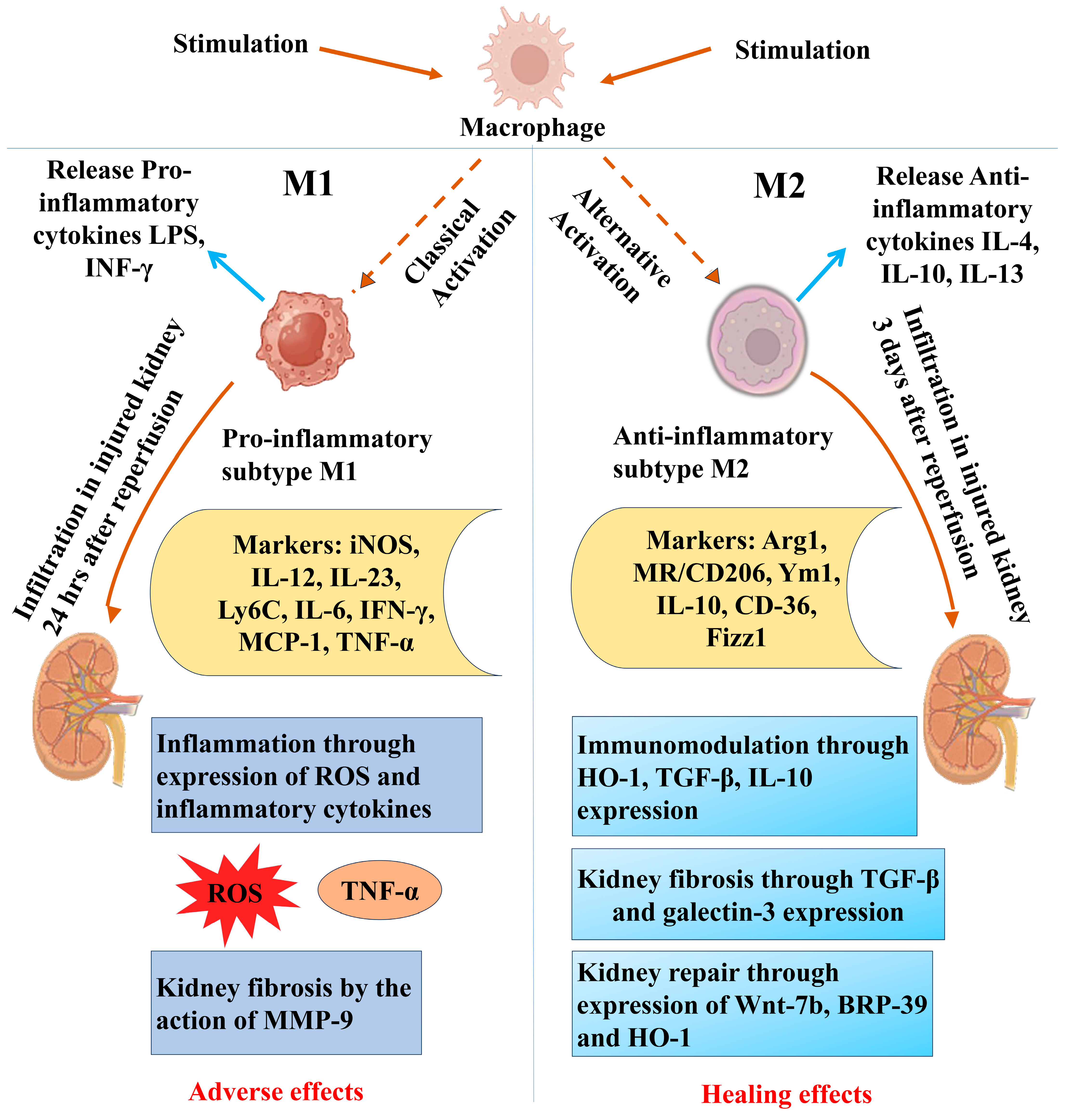 Biomolecules 14 01165 g006