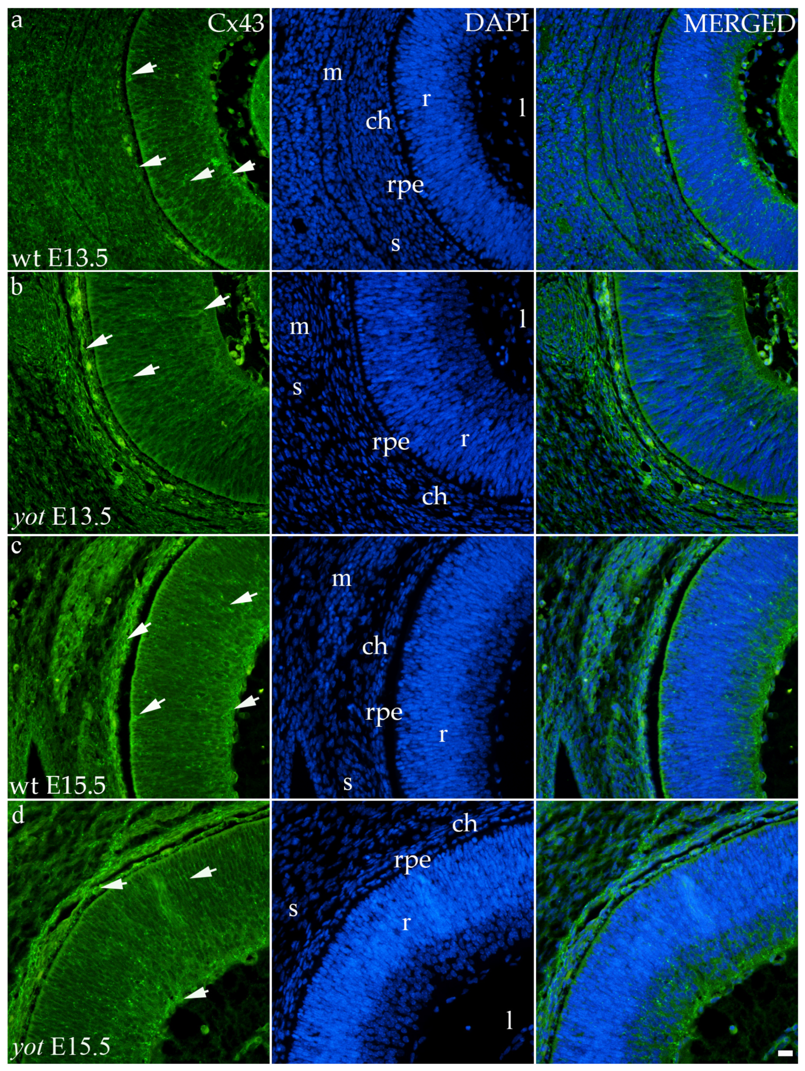 Biomolecules 14 01174 g006