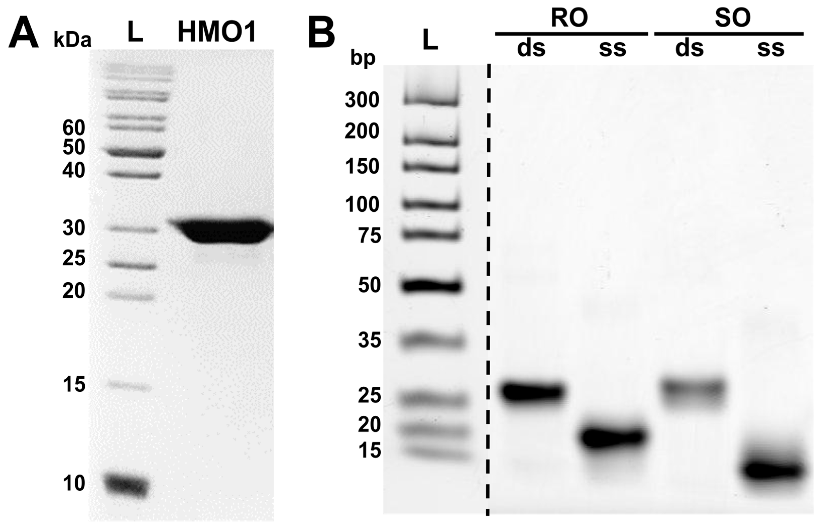 Biomolecules 14 01184 g002