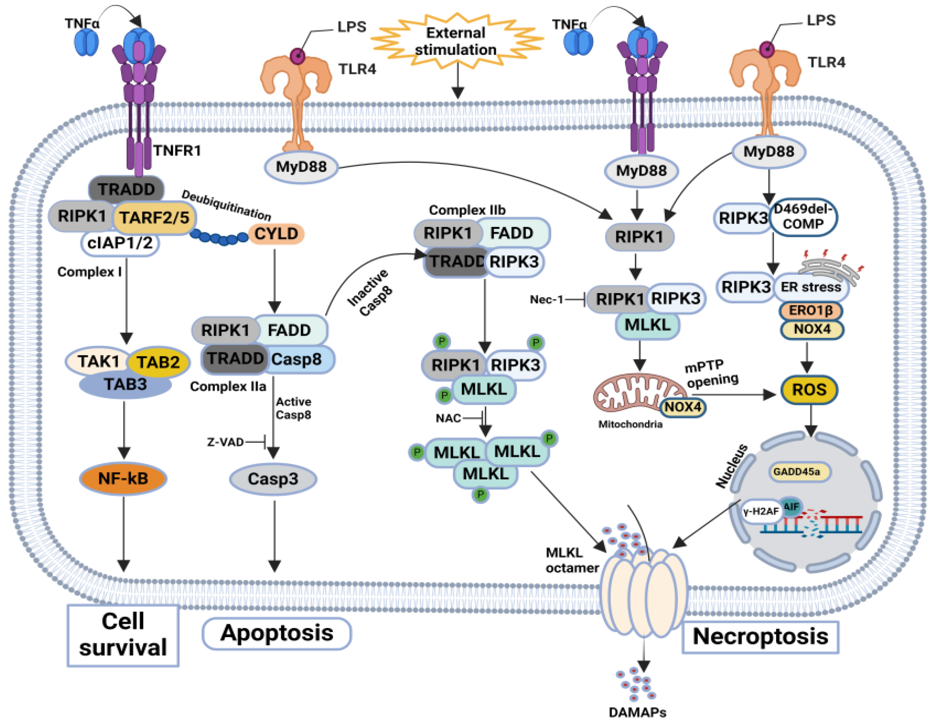 Significance of Necroptosis in Cartilage Degeneration | MDPI