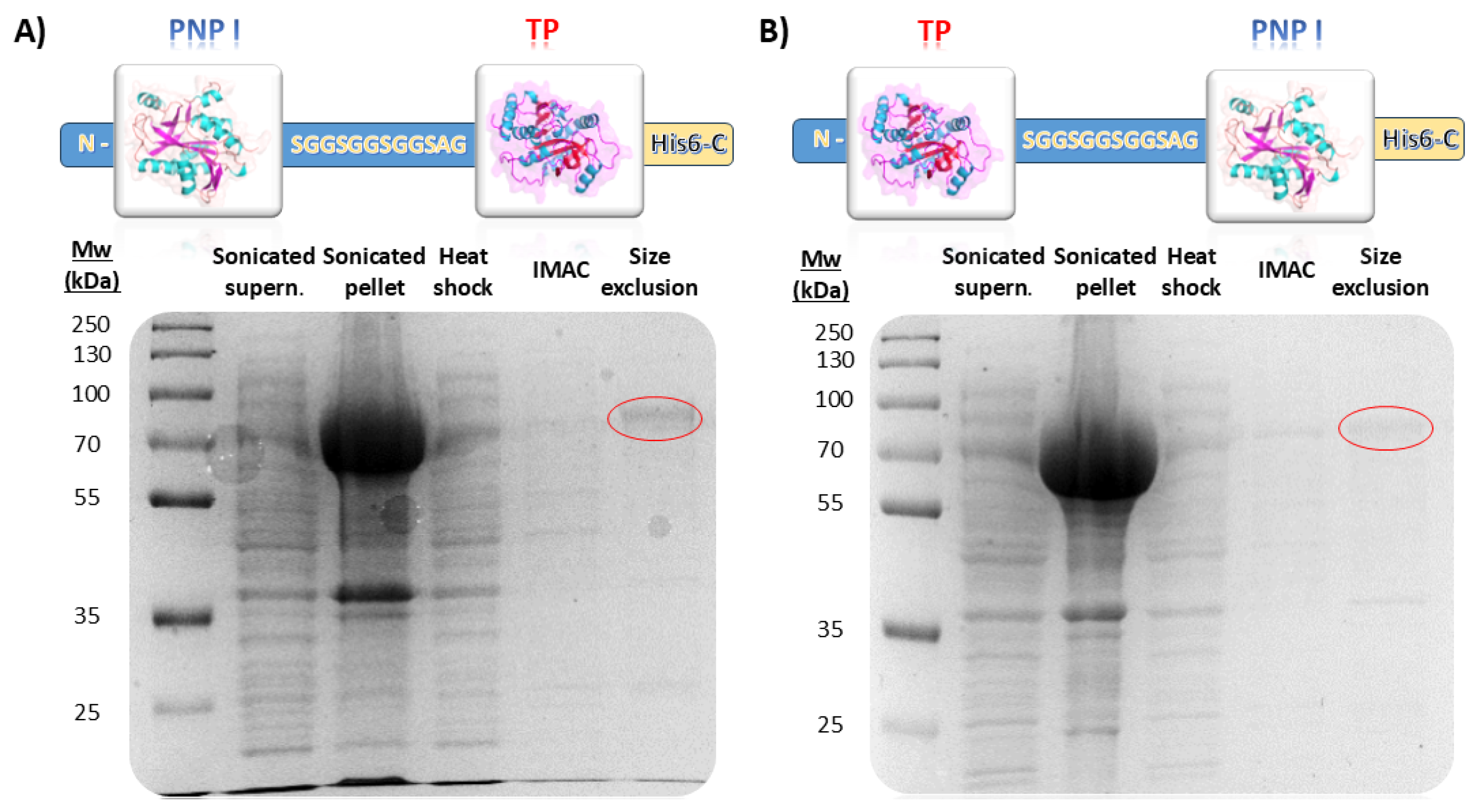 Biomolecules 14 01196 g002