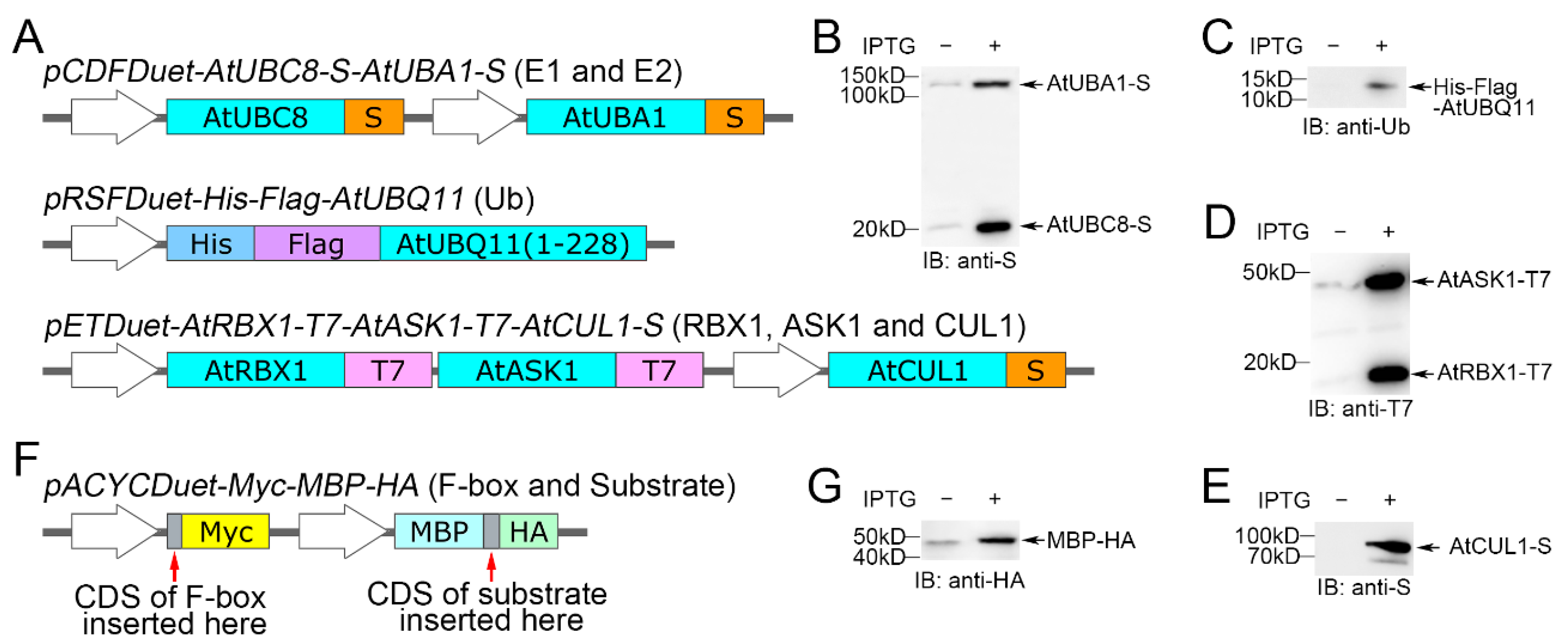 Biomolecules 14 01209 g001