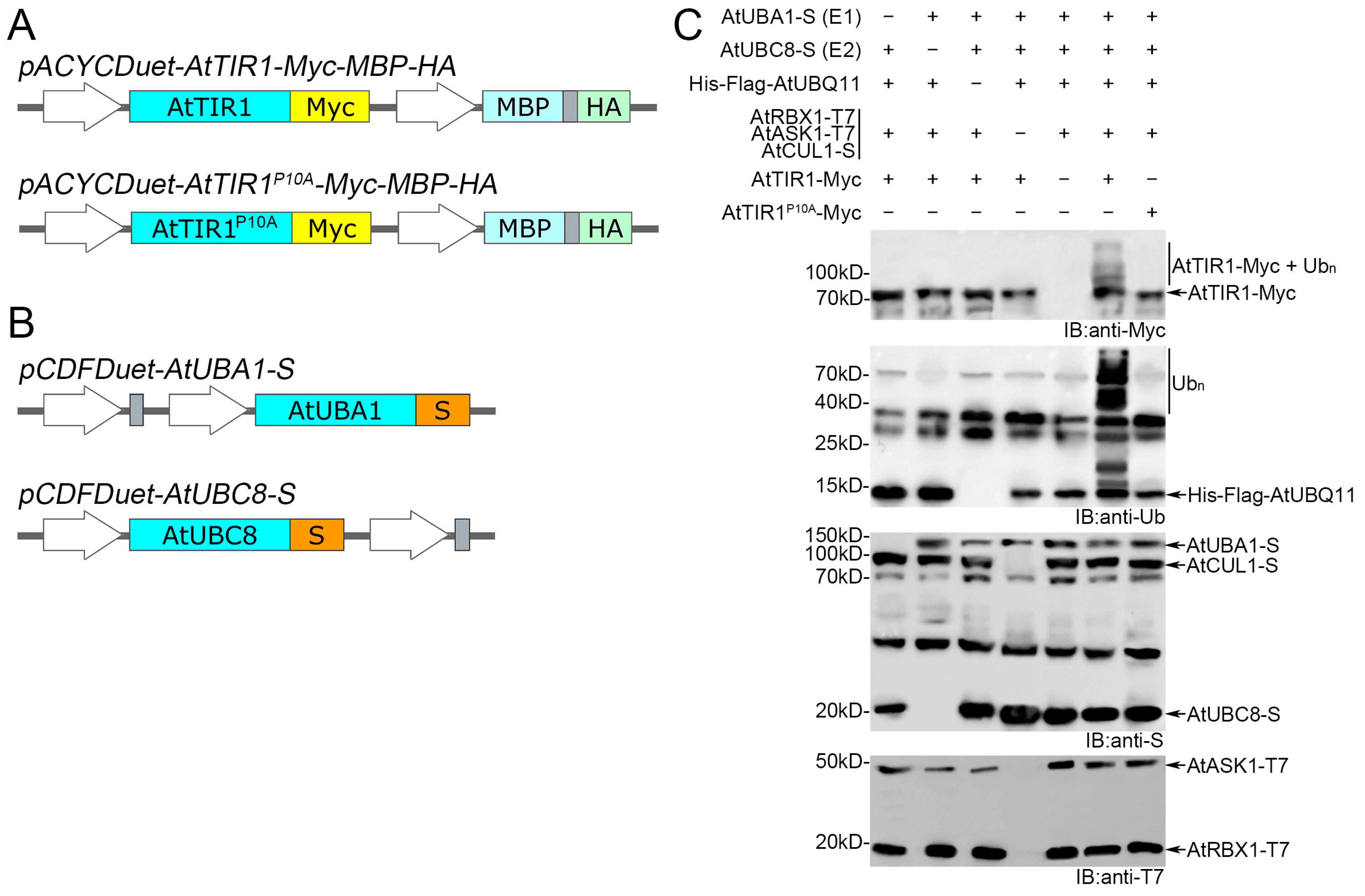 Biomolecules 14 01209 g002