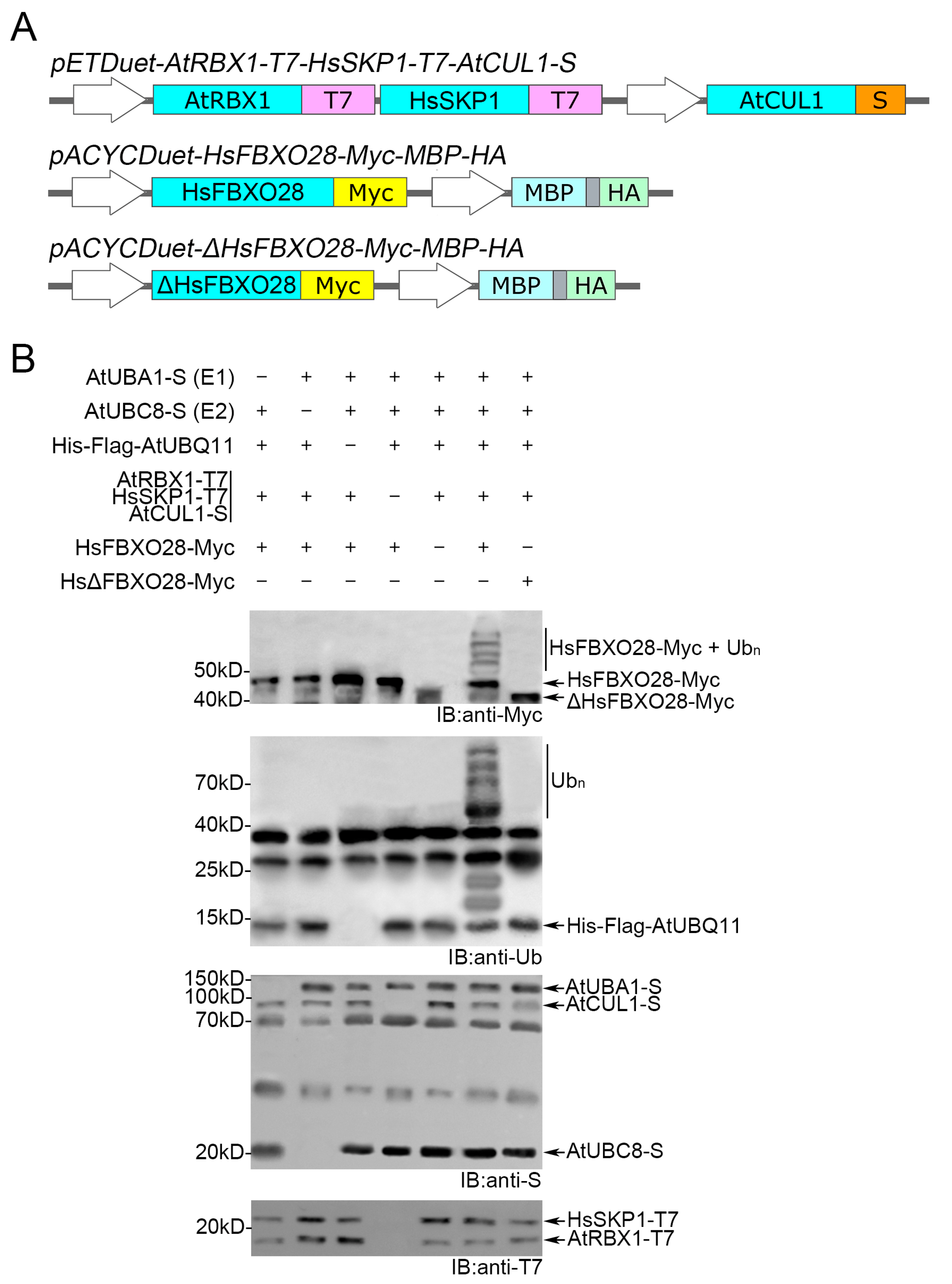 Biomolecules 14 01209 g004