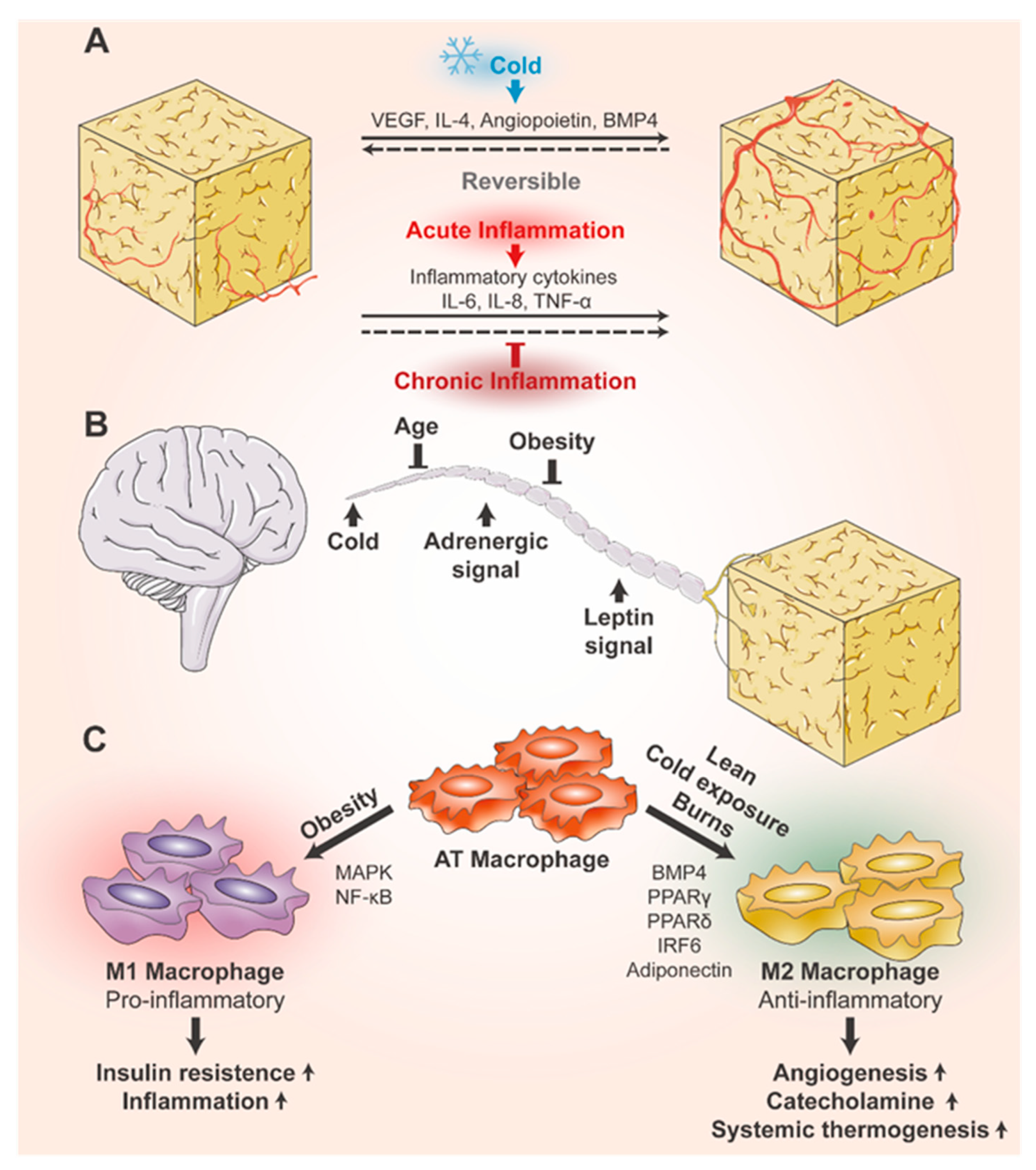 Biomolecules 14 01223 g002 Biomolecules 14 01223 g002