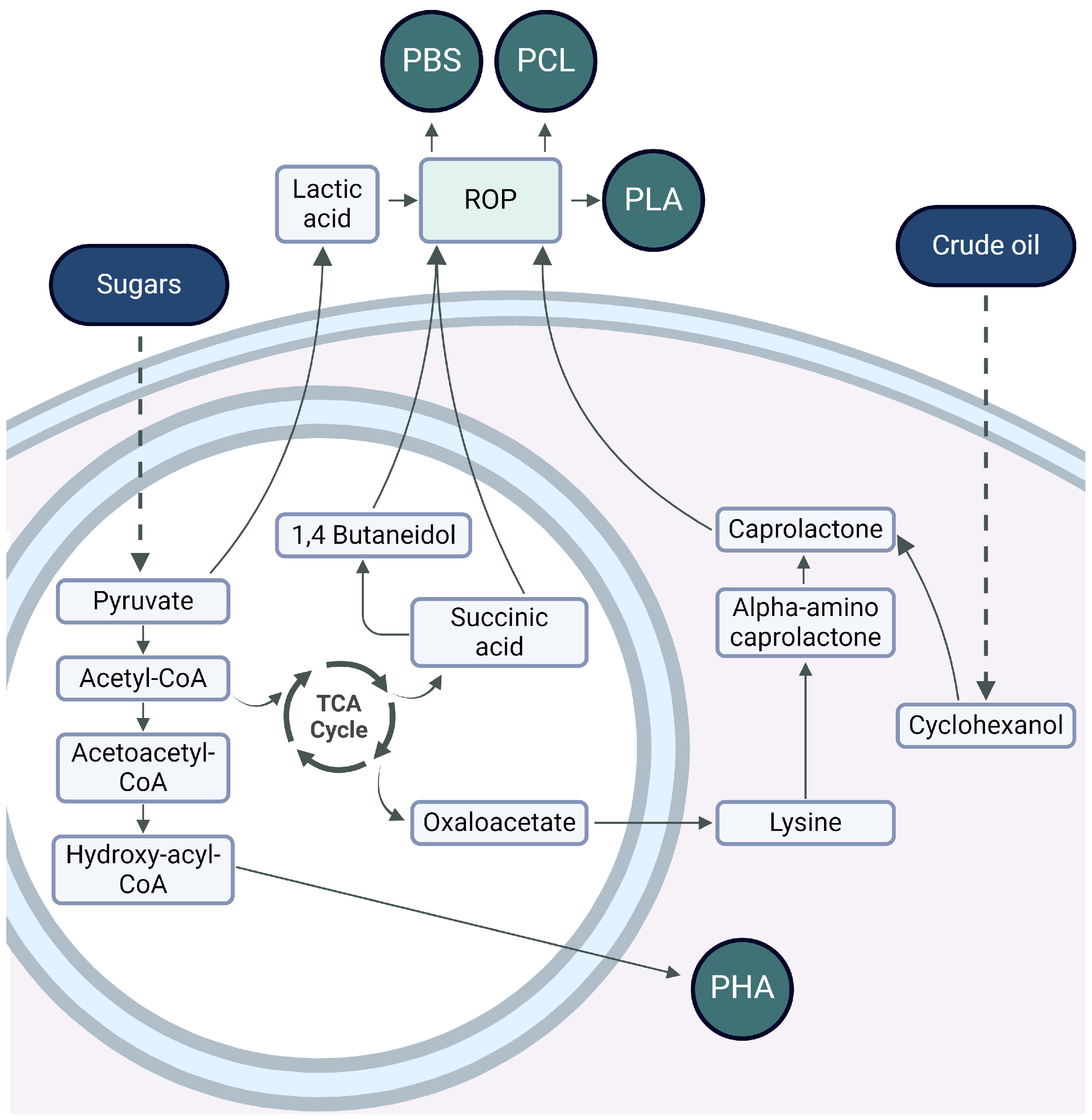 Biomolecules 14 01224 g002