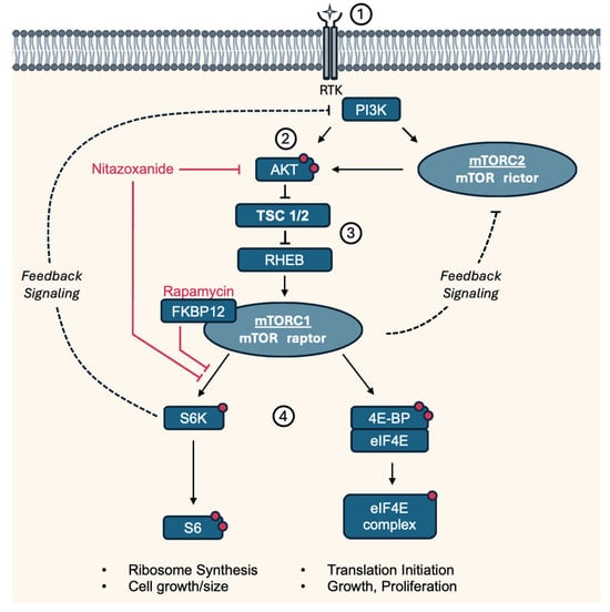 Biomolecules 14 01236 g001