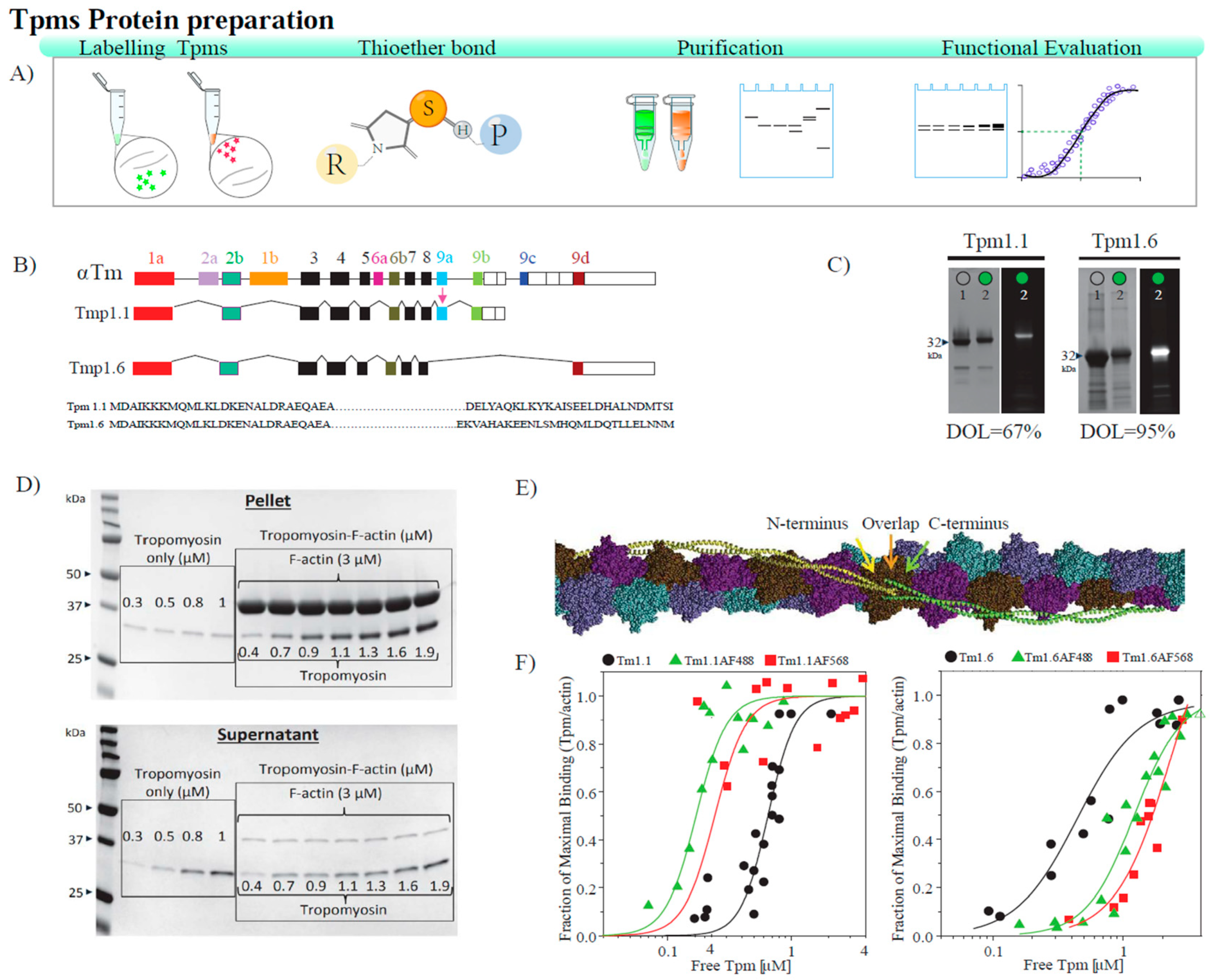 Biomolecules 14 01240 g001 Biomolecules 14 01240 g001