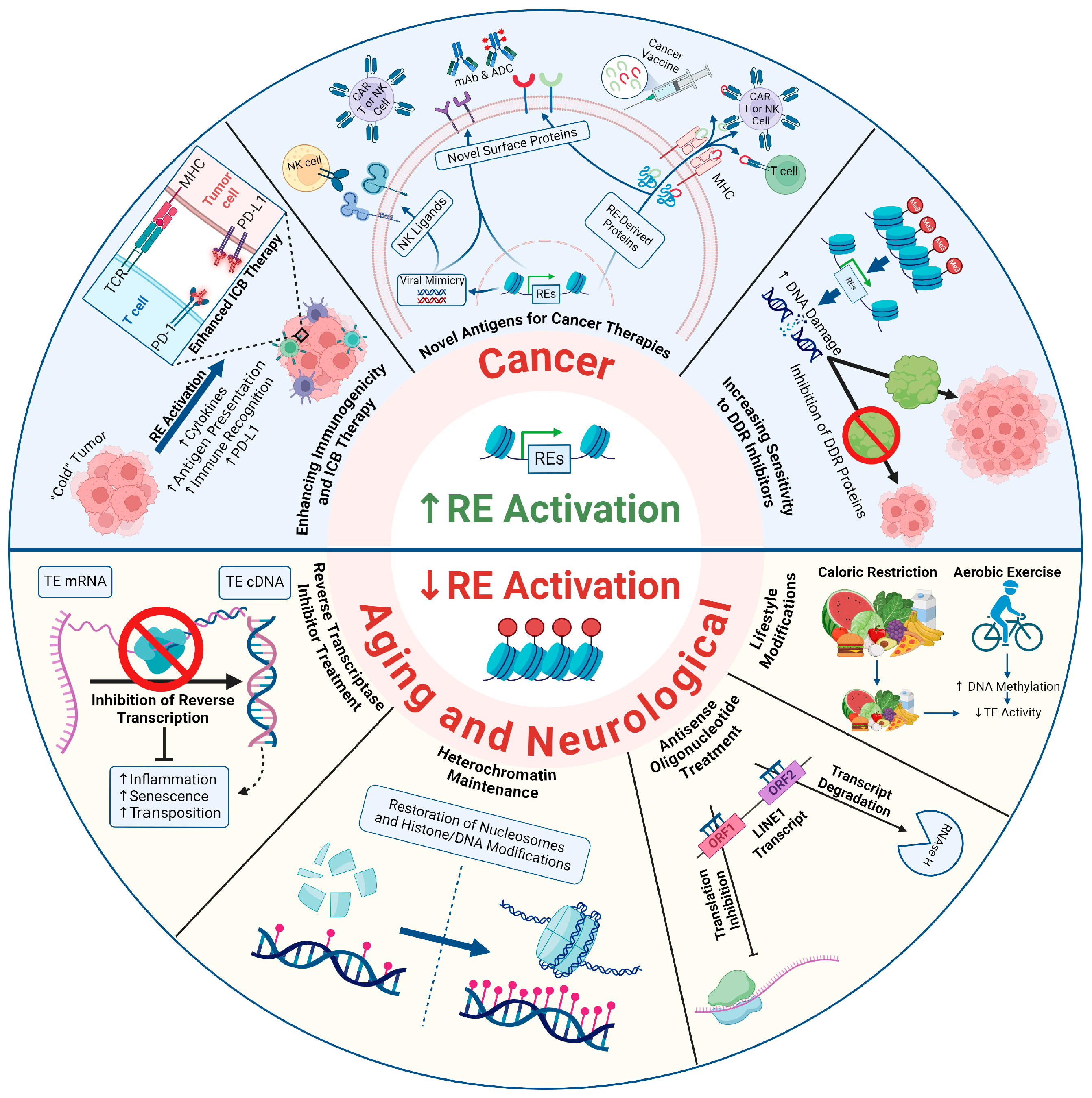 Biomolecules 14 01250 g003