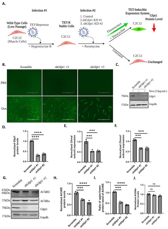 Biomolecules 14 01252 g003