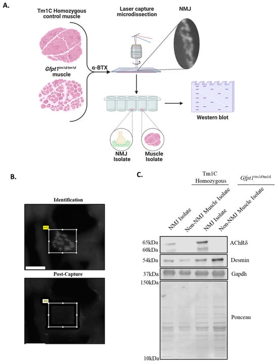 Biomolecules 14 01252 g004