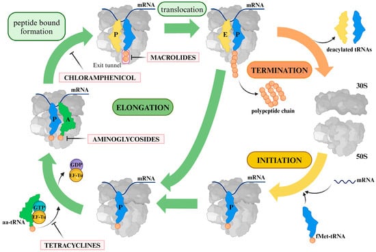 Biomolecules 14 01263 g001