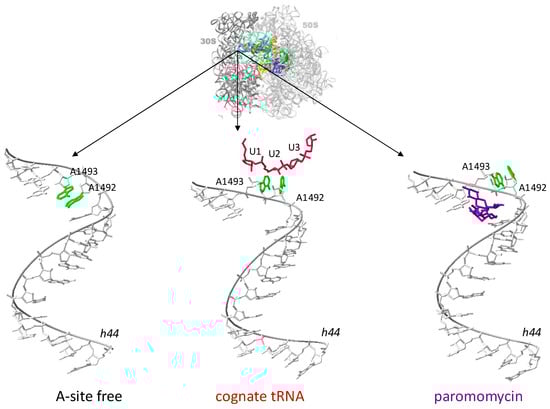 Biomolecules 14 01263 g002
