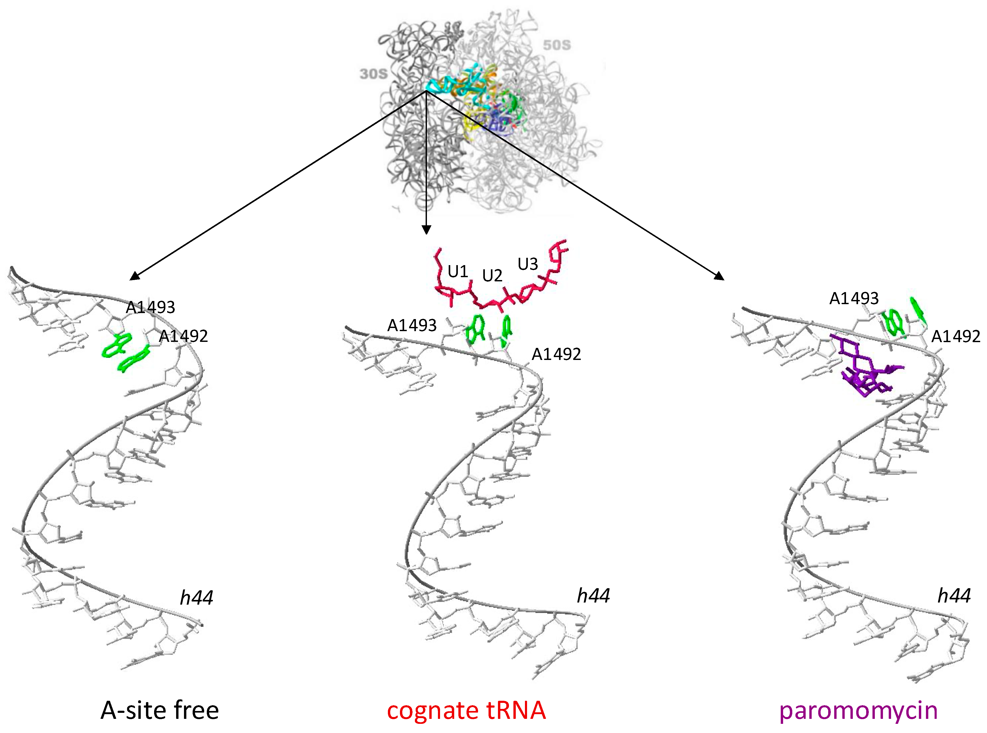 Biomolecules 14 01263 g002