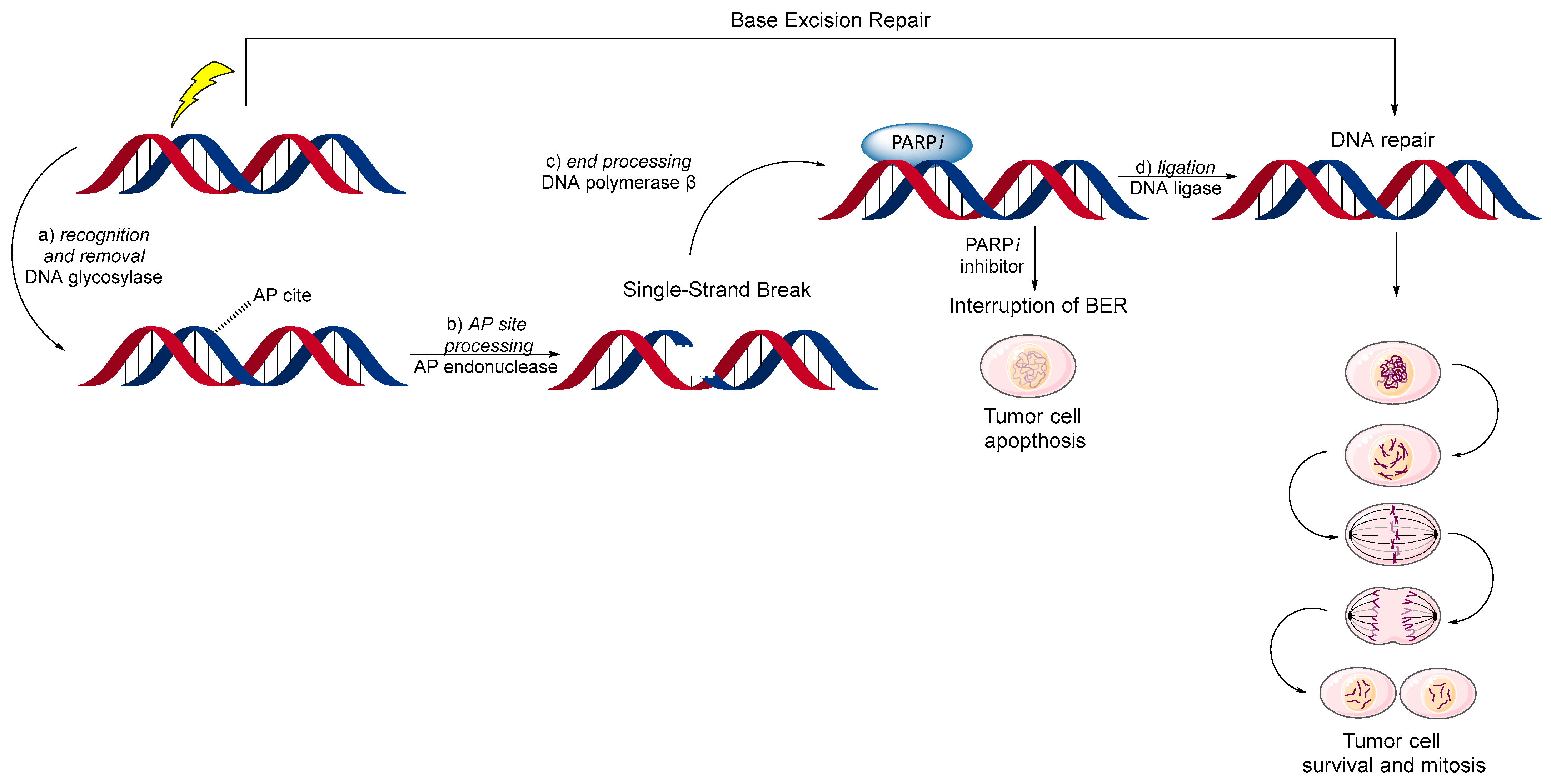 Biomolecules 14 01269 g006