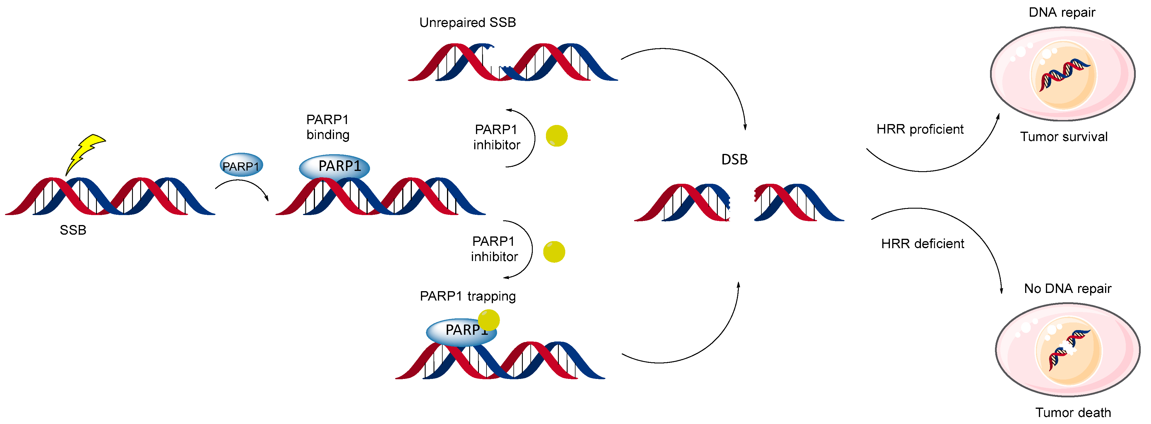 Biomolecules 14 01269 g007