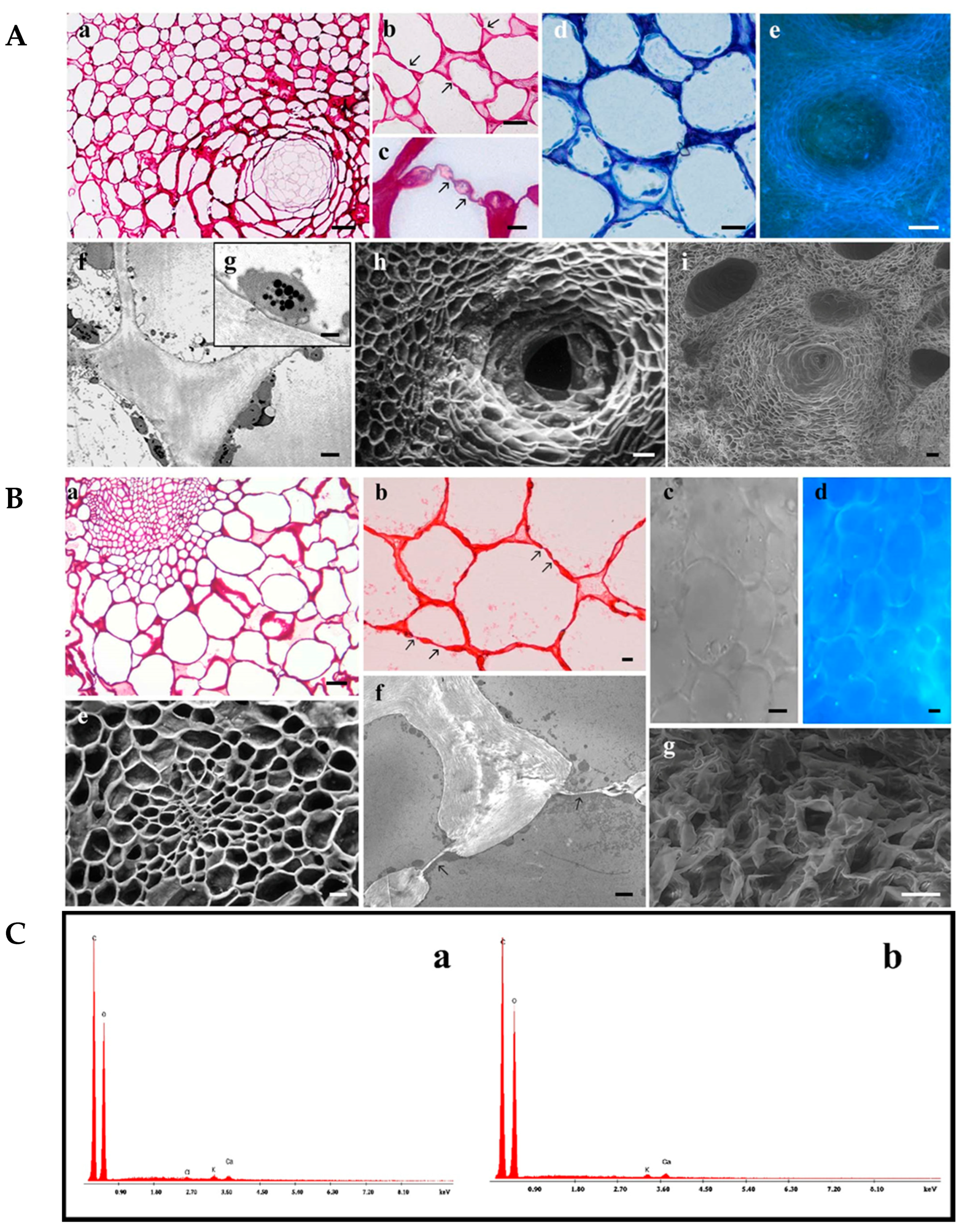 Biomolecules 14 01275 g001