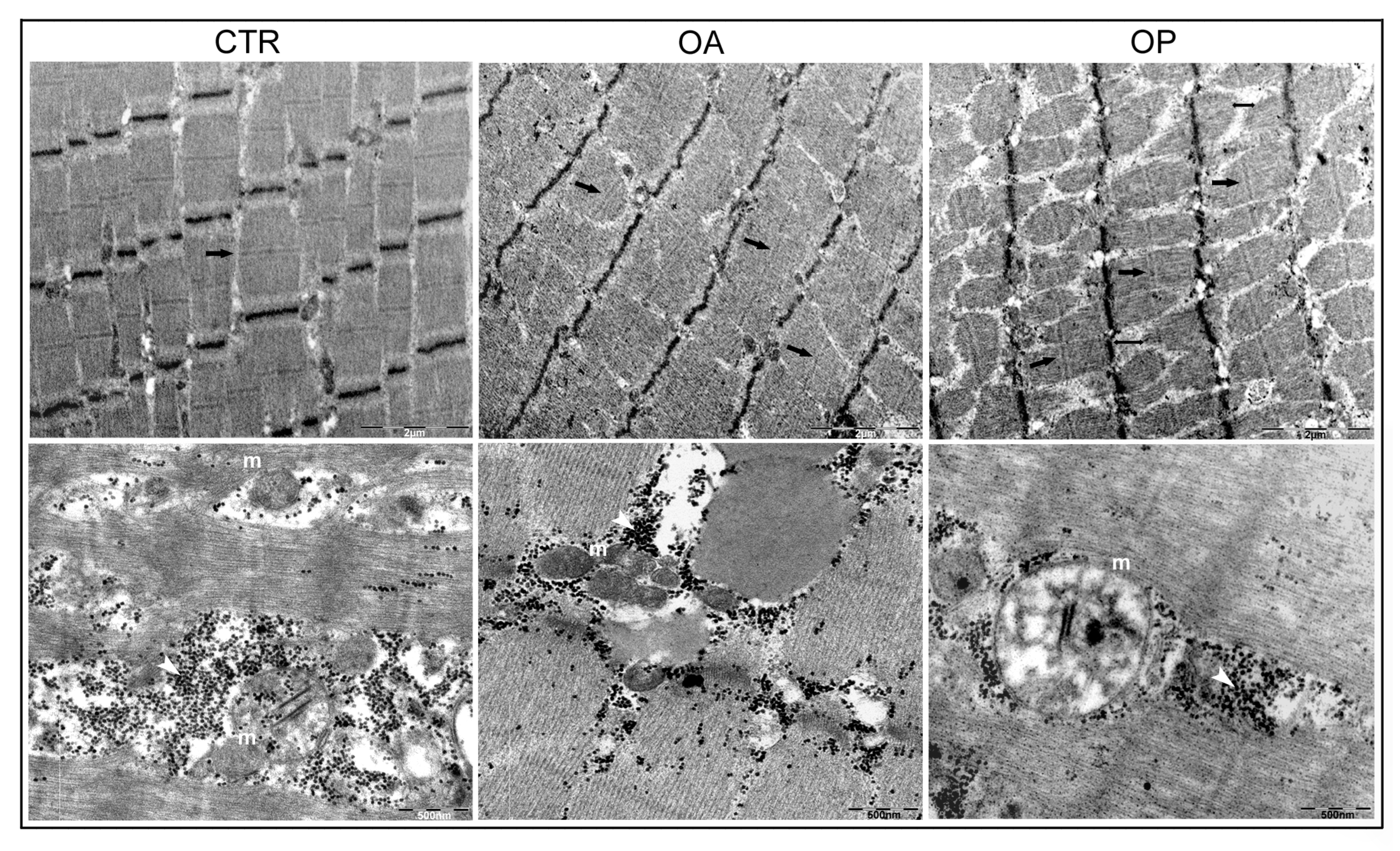 Biomolecules 14 01289 g006 Biomolecules 14 01289 g006