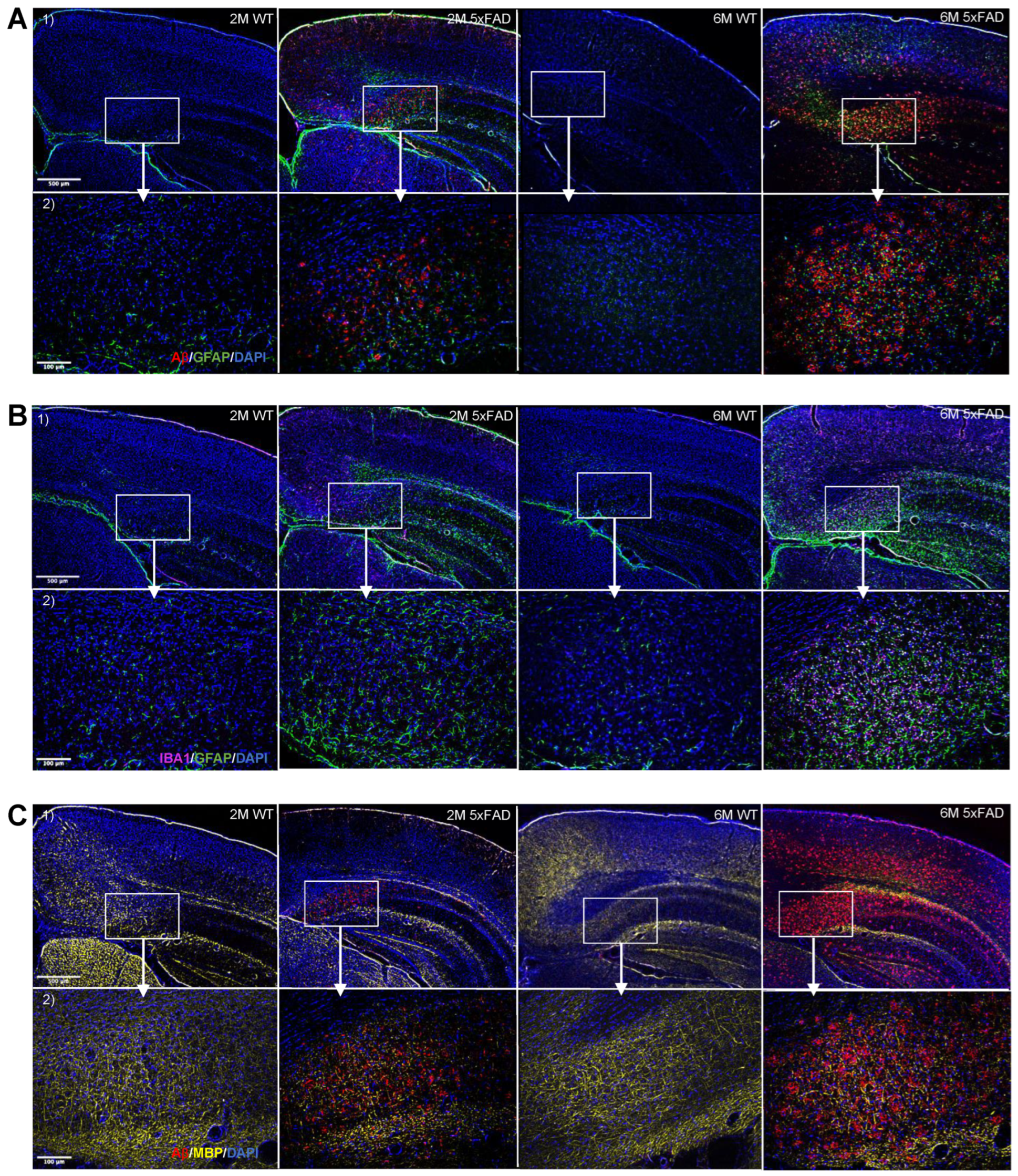 Biomolecules 14 01294 g001 Biomolecules 14 01294 g001