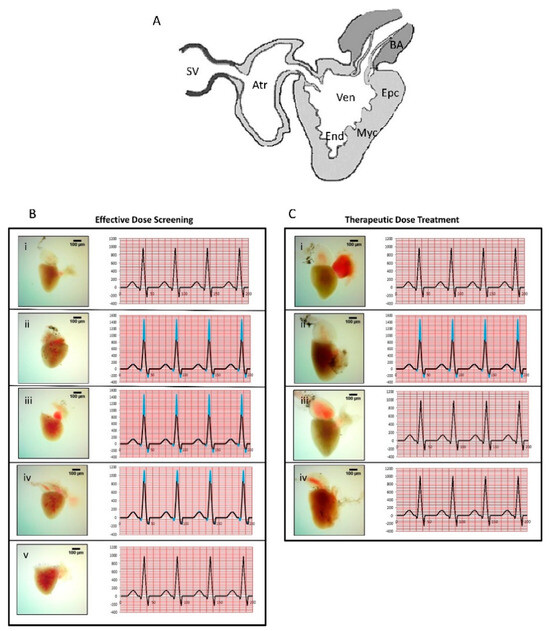 Biomolecules 14 01341 g001