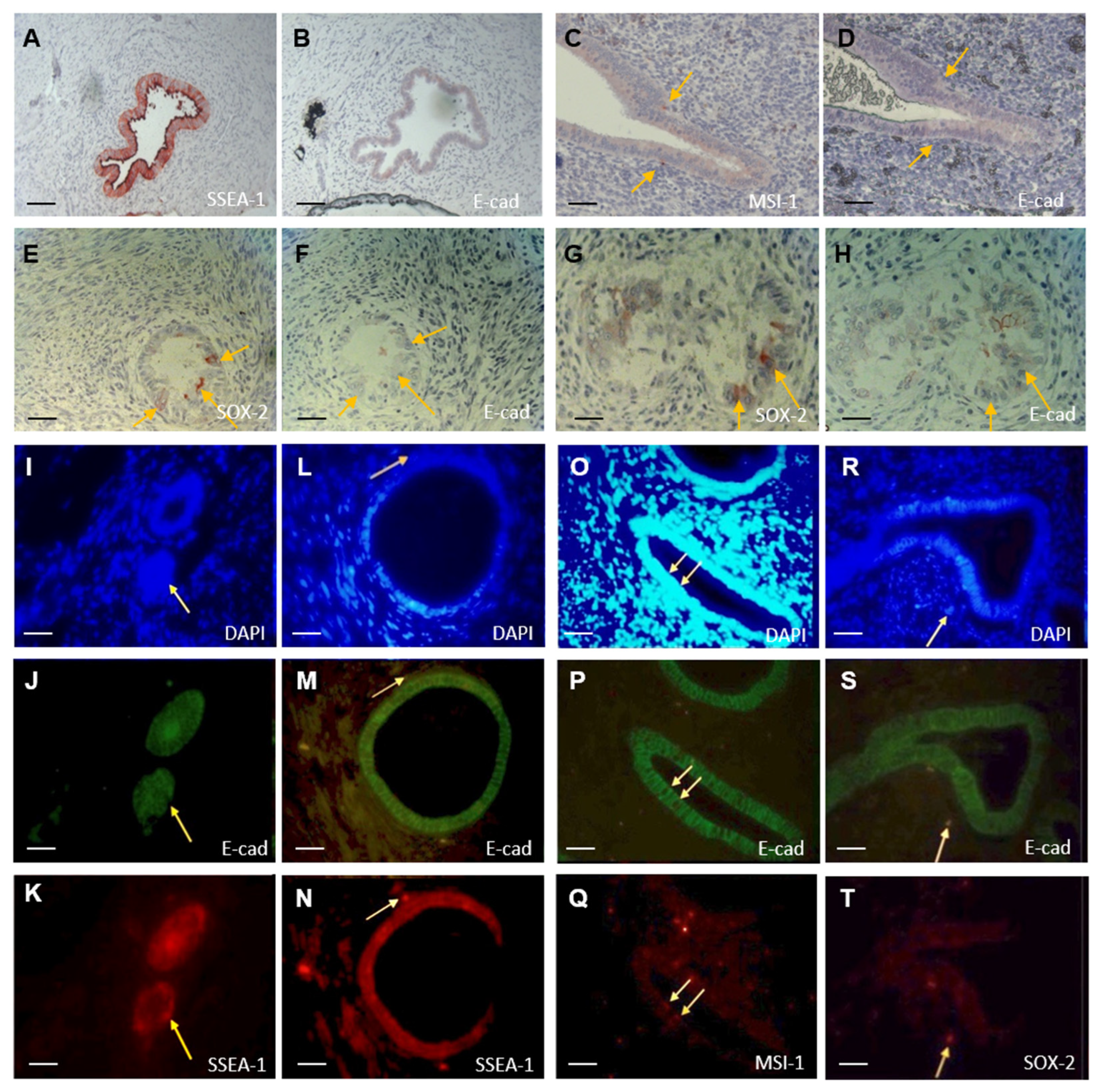 Biomolecules 14 01355 g005