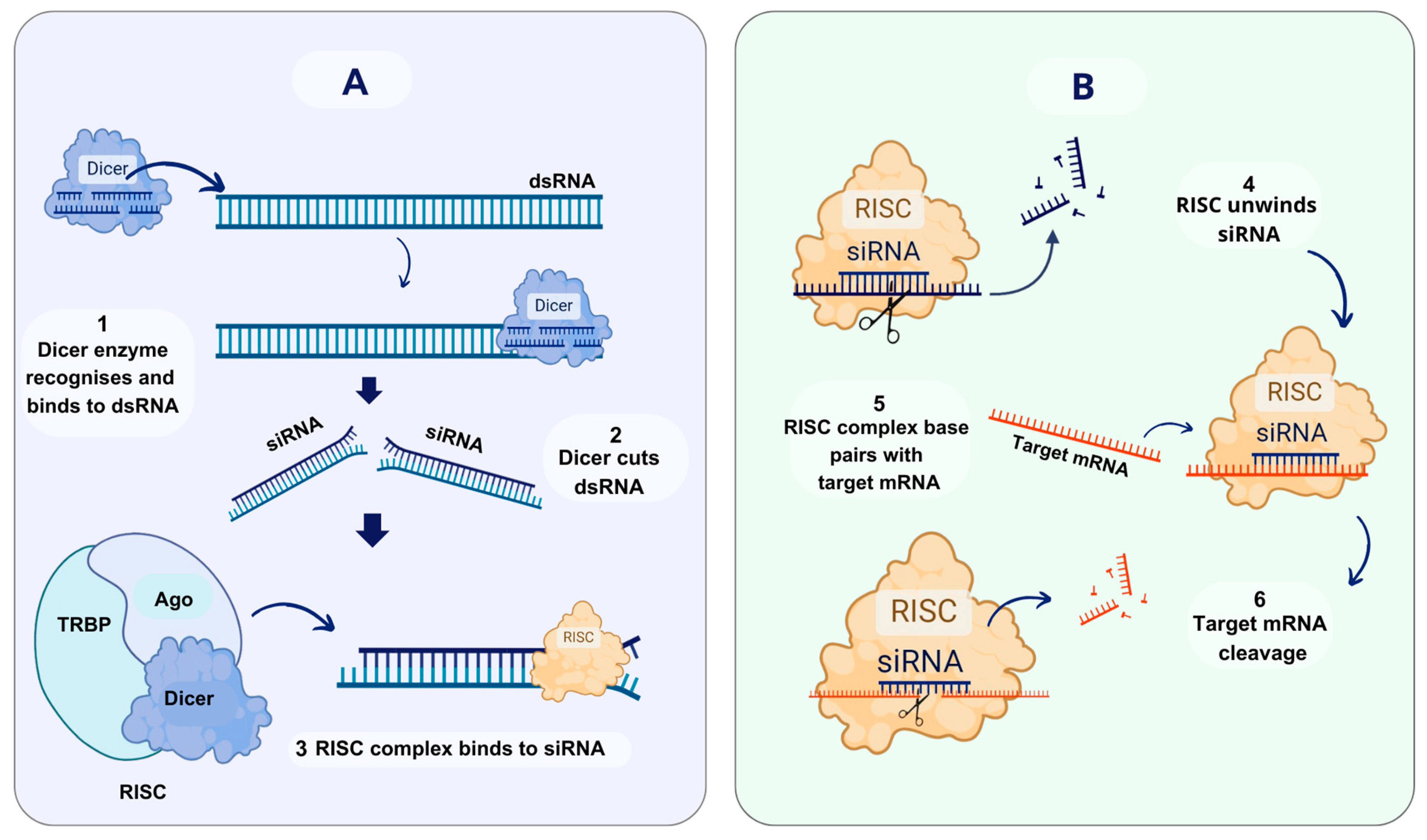 Biomolecules 14 01358 g001