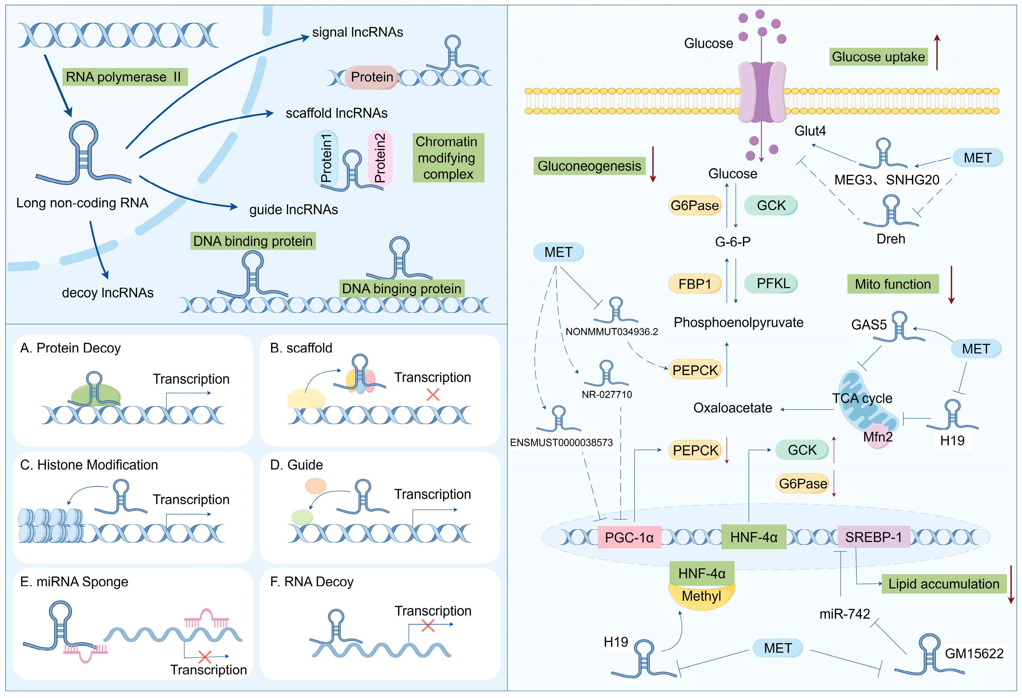 Biomolecules 14 01364 g002