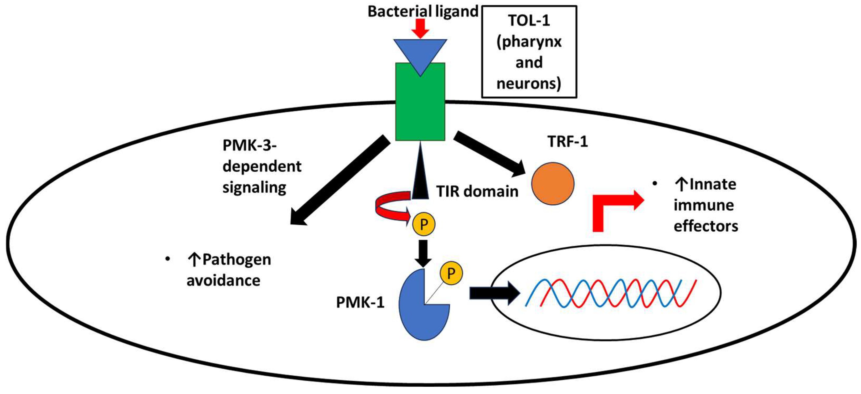 Biomolecules 14 01370 g001