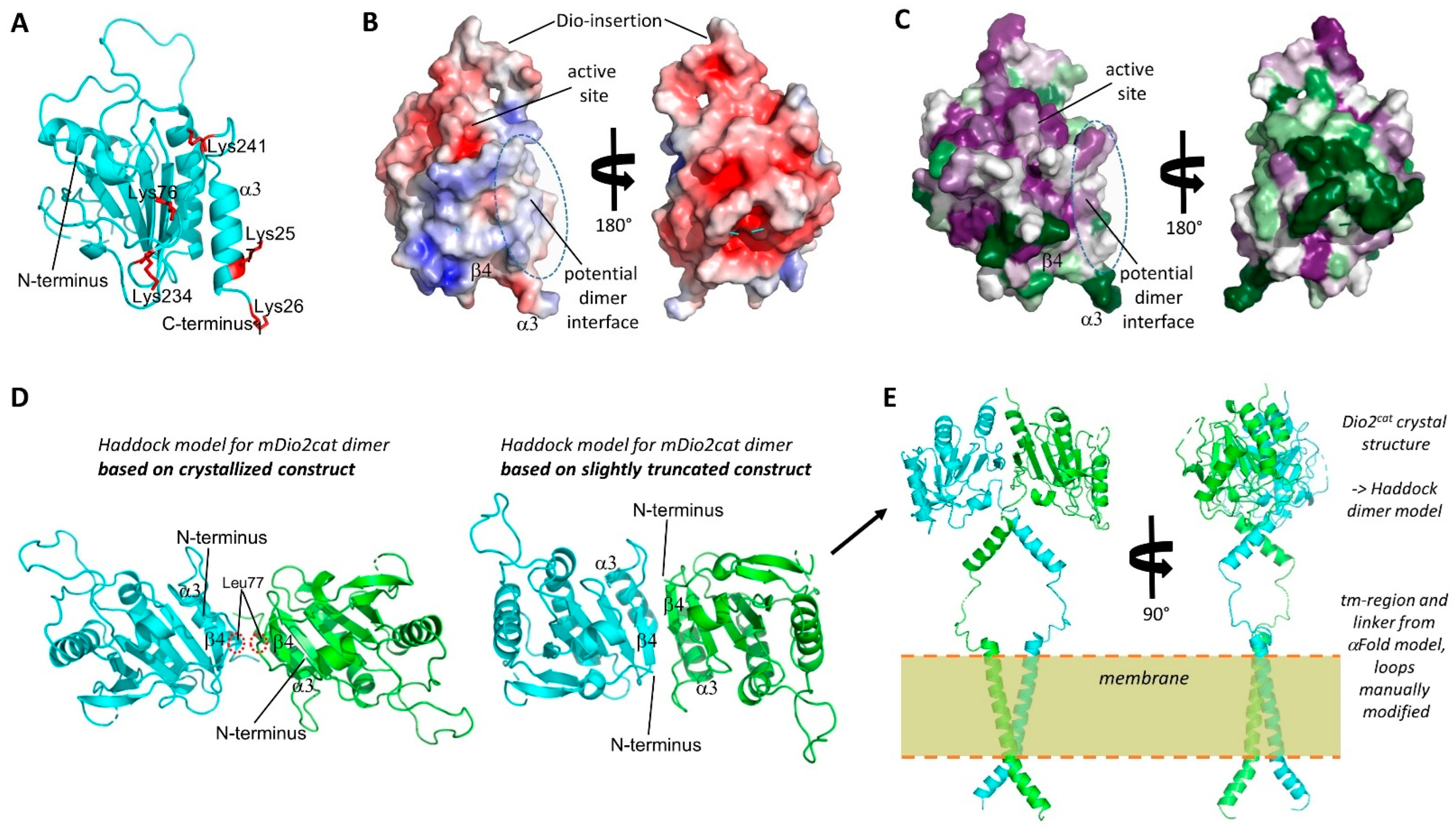 Biomolecules 14 01373 g005 Biomolecules 14 01373 g005