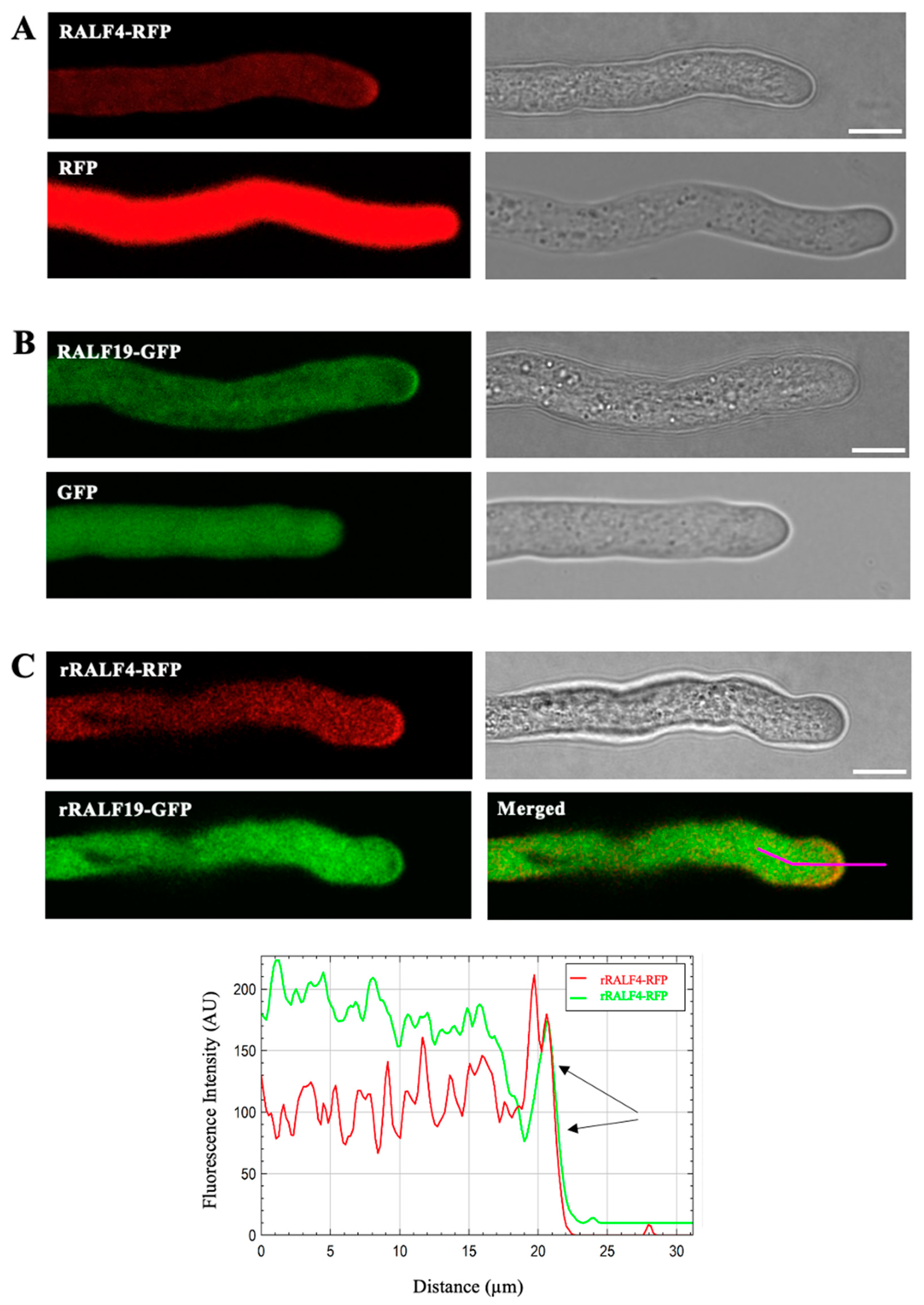 Biomolecules 14 01375 g001 Biomolecules 14 01375 g001