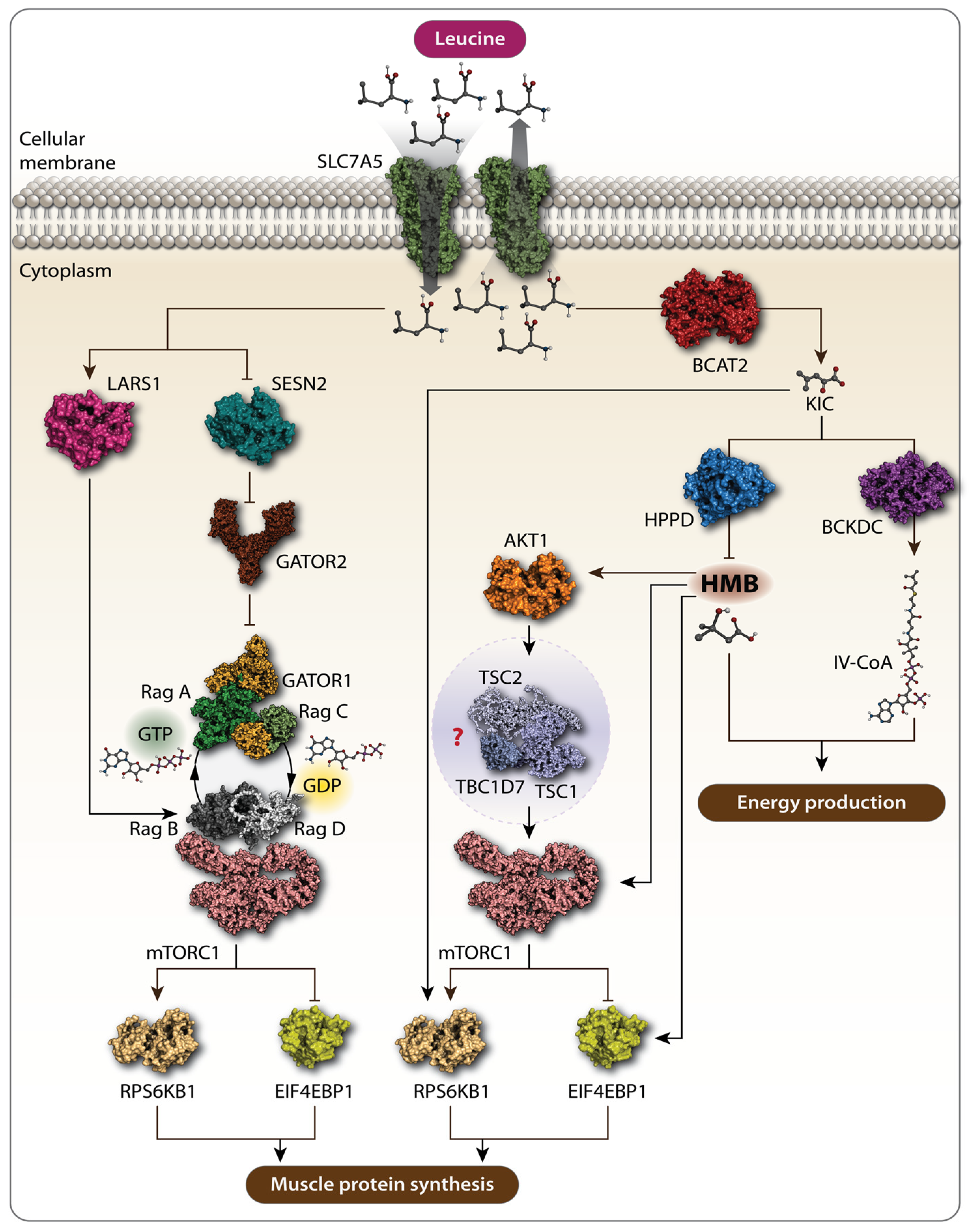 Biomolecules 14 01401 g001 Biomolecules 14 01401 g001