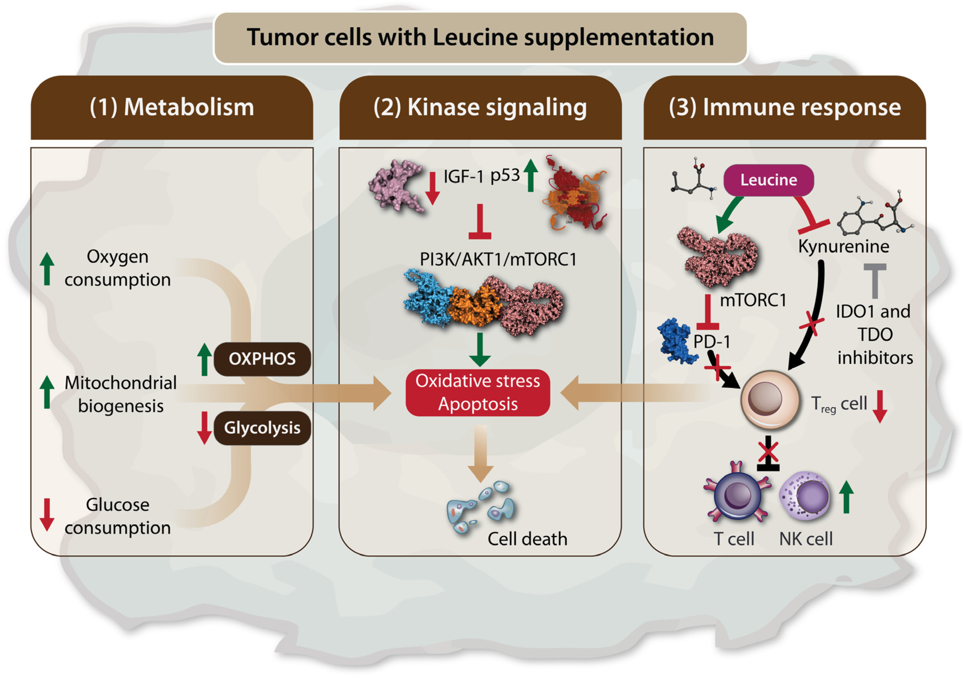 Biomolecules 14 01401 g002 Biomolecules 14 01401 g002
