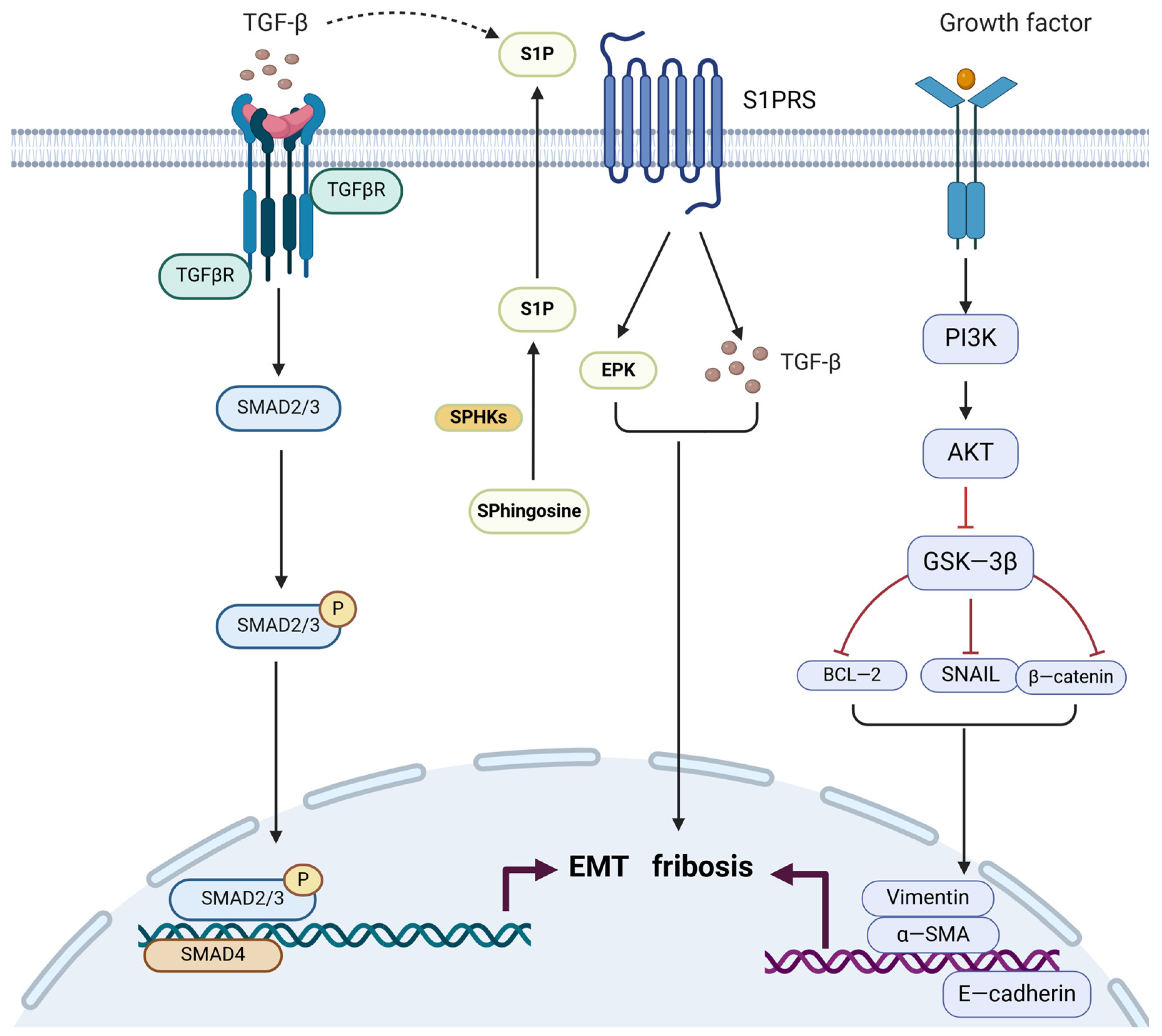 Biomolecules 14 01402 g001 Biomolecules 14 01402 g001