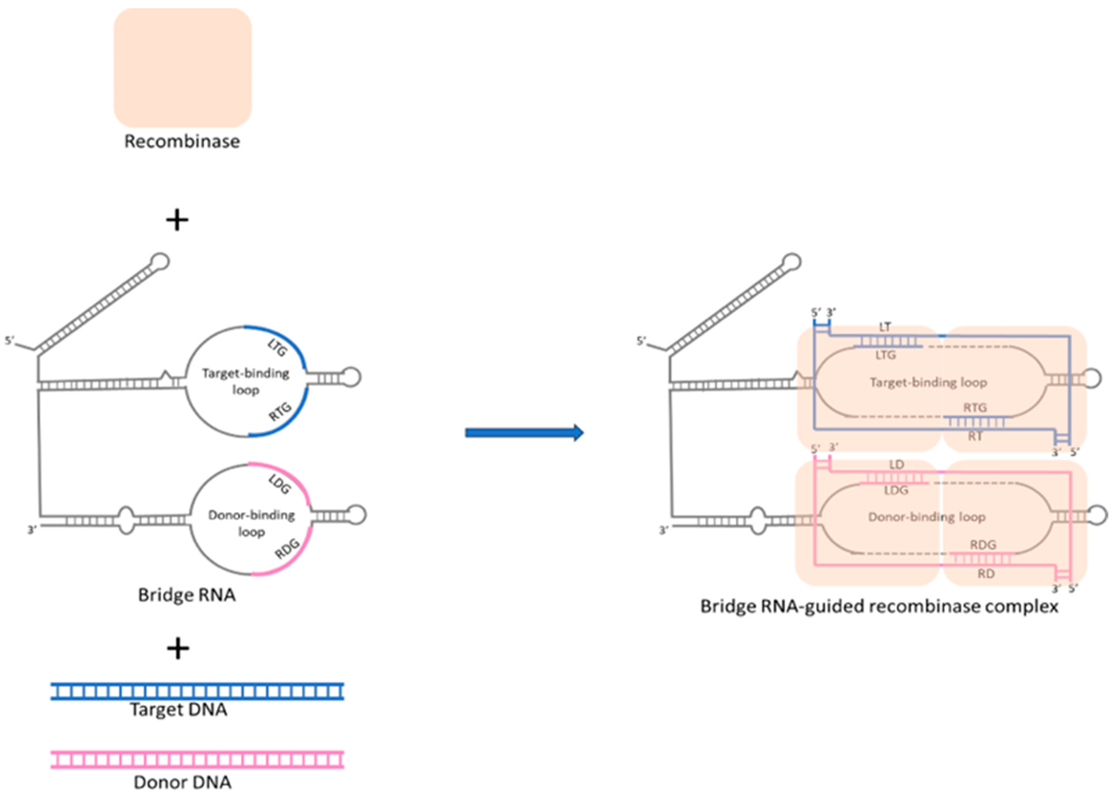 Biomolecules 14 01409 g002