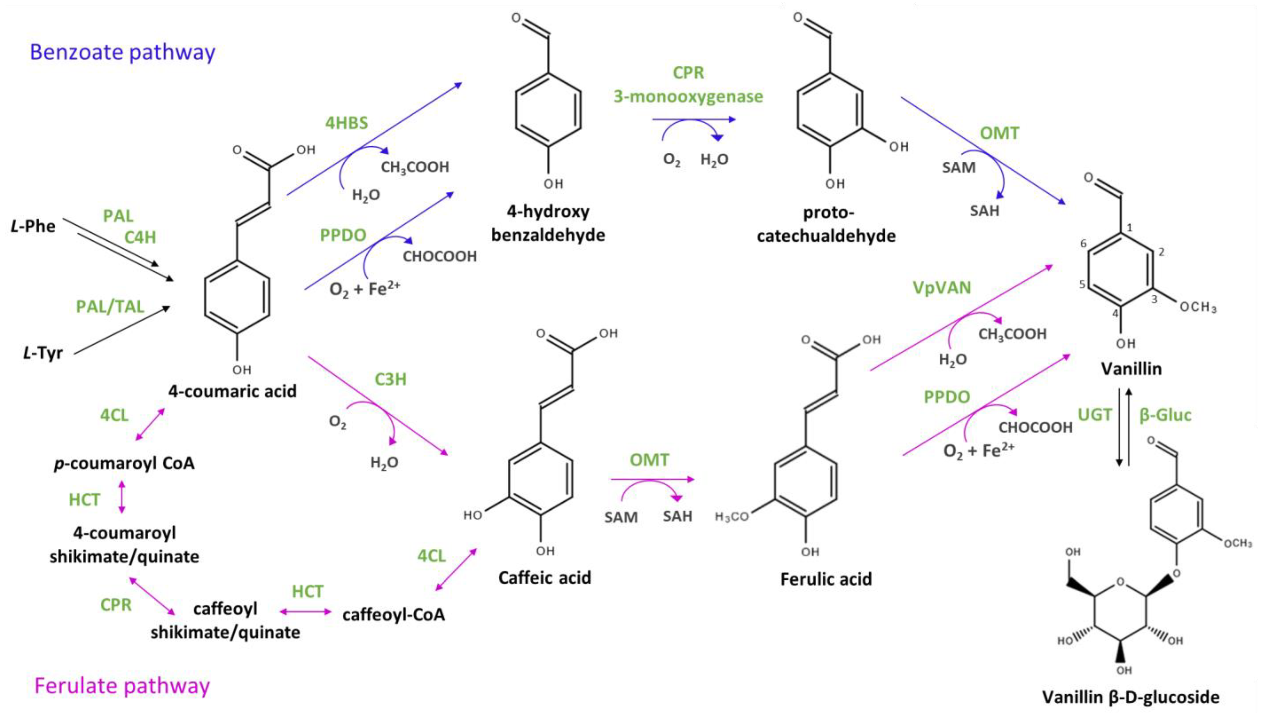 Biomolecules 14 01413 g001