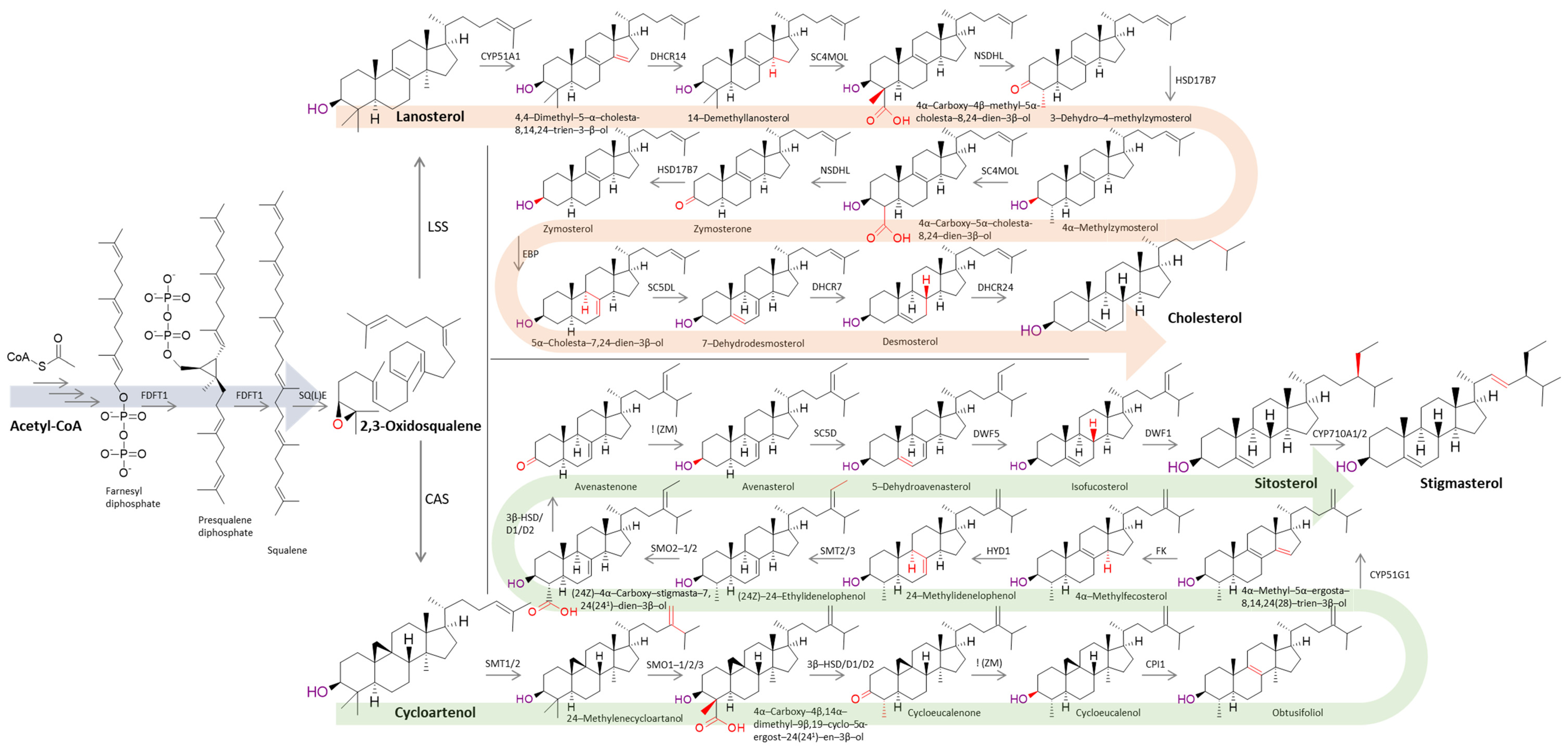 Biomolecules 14 01435 g002 Biomolecules 14 01435 g002