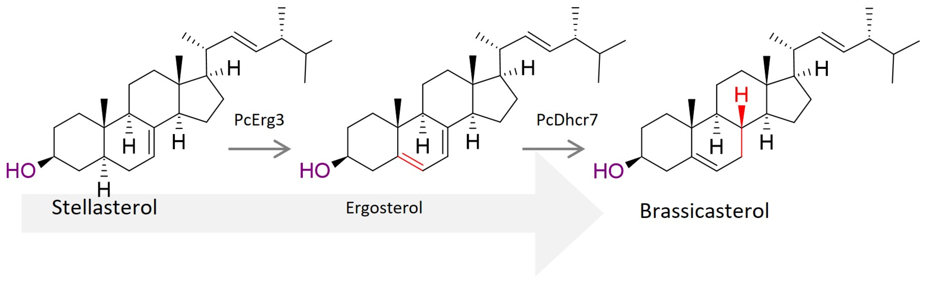 Biomolecules 14 01435 g004 Biomolecules 14 01435 g004