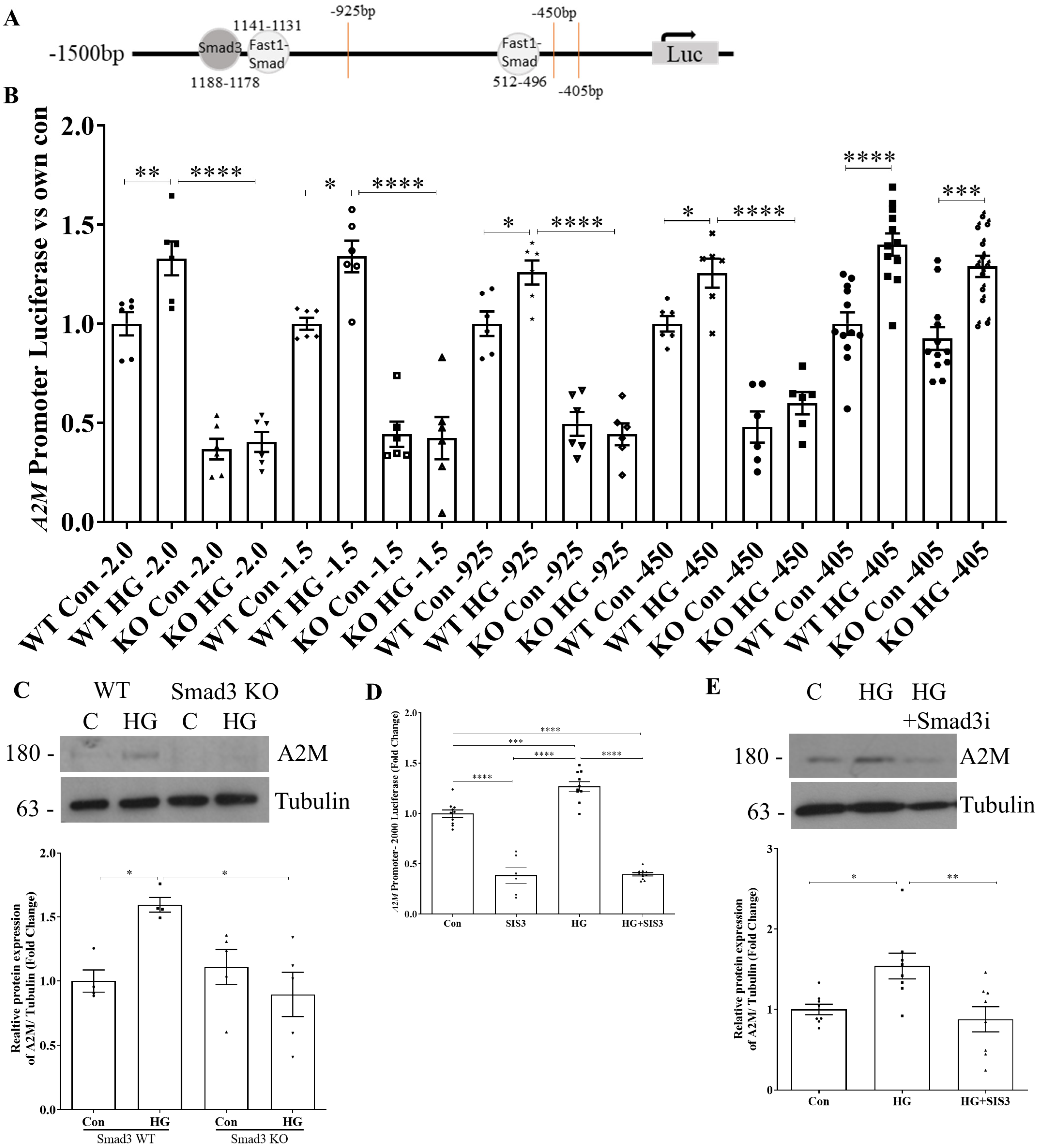Biomolecules 14 01444 g005