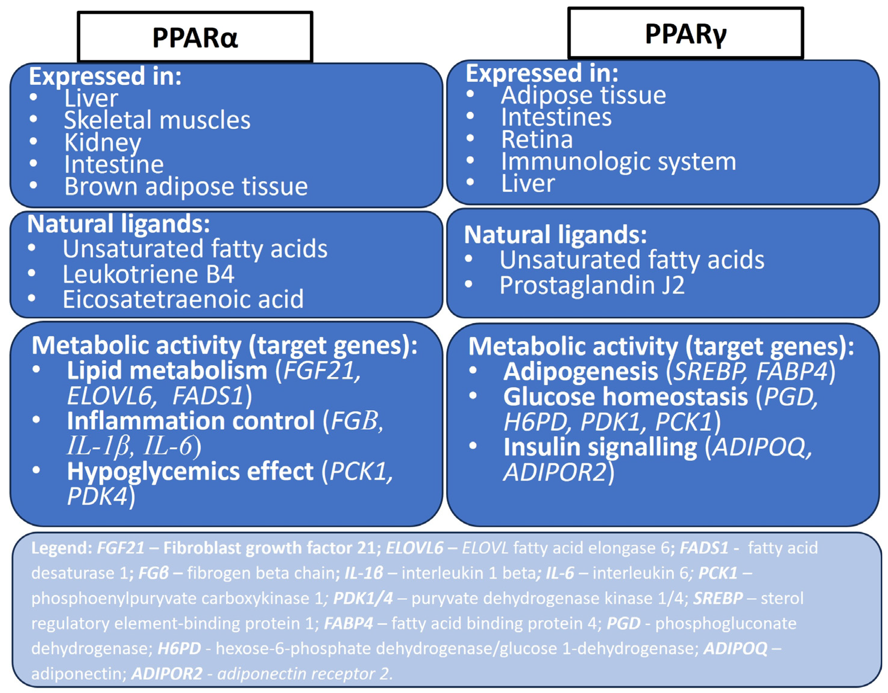 Exploring PPAR Gamma and PPAR Alpha’s Regulation Role in Metabolism via ...