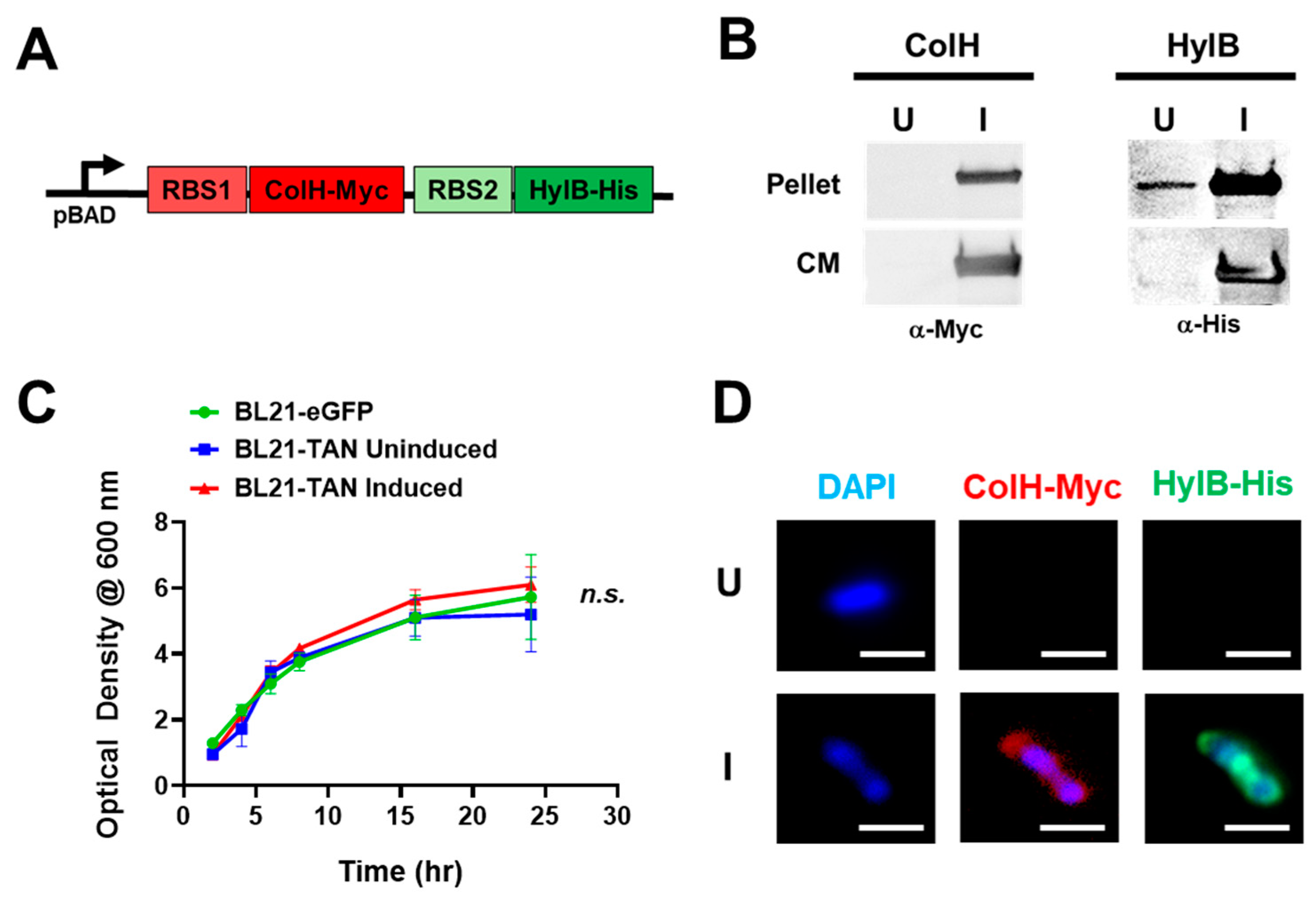 Biomolecules 14 01458 g001