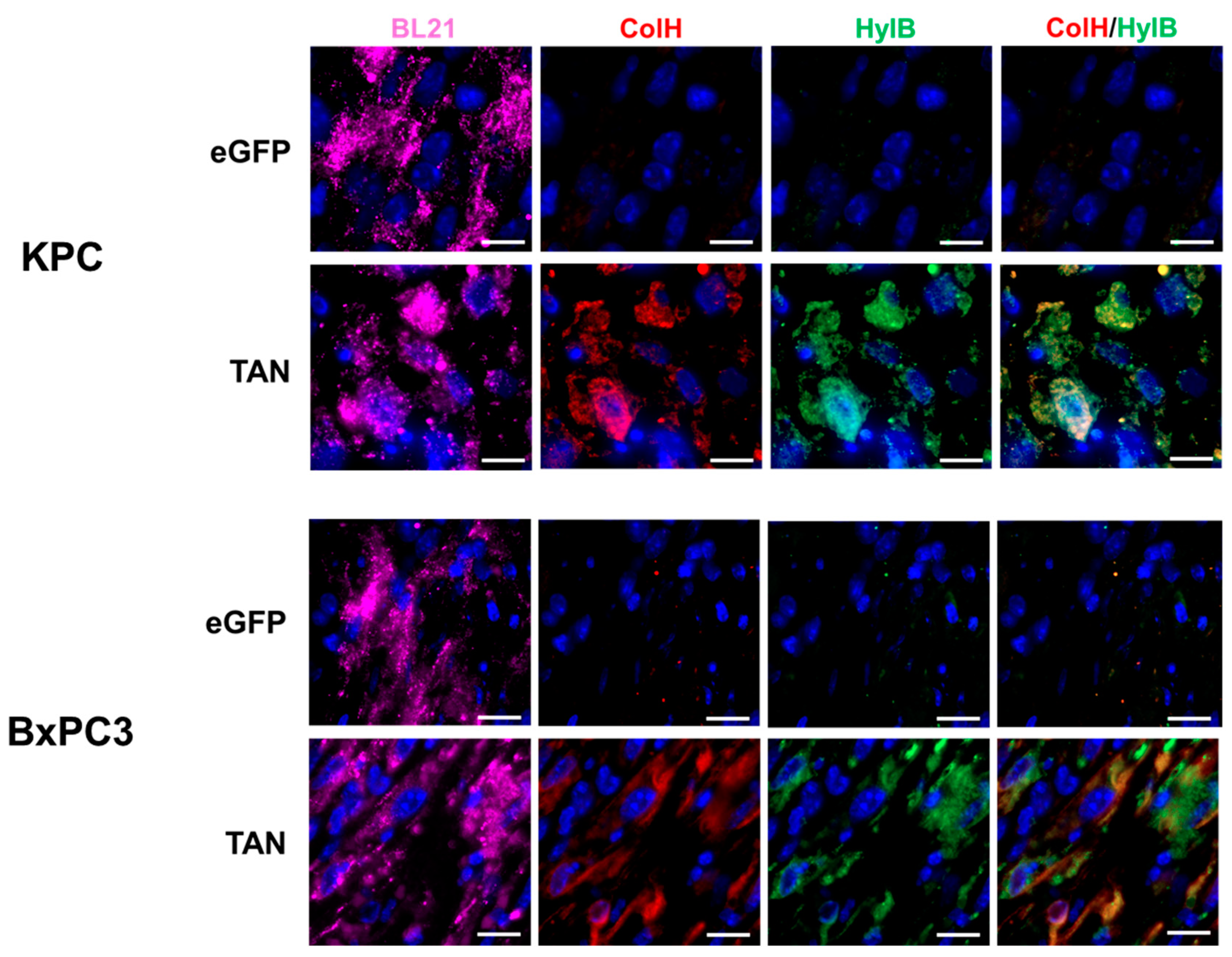 Biomolecules 14 01458 g004